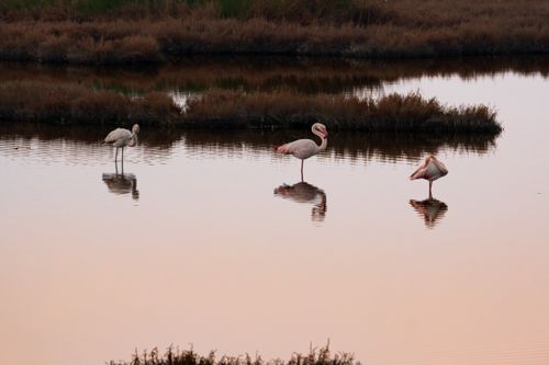 Free Three graceful flamingos wading with reflections in İzmir wetland at dawn. Stock Photo