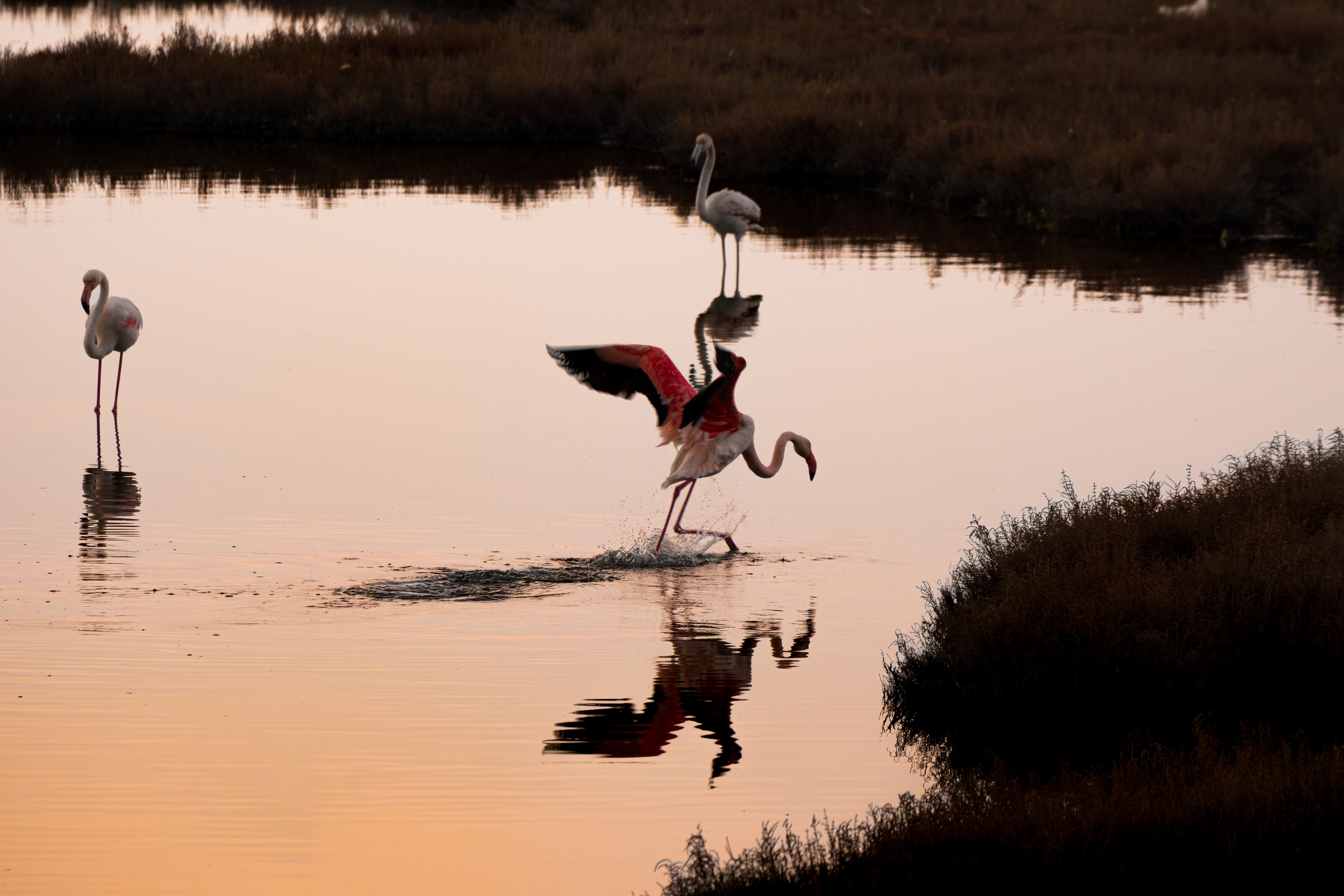 Les balades photographiques au lever du jour en Camargue 