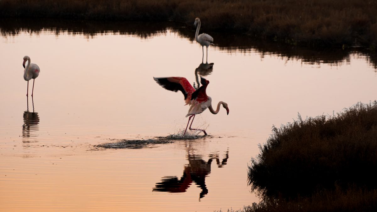 Les balades photographiques au lever du jour en Camargue