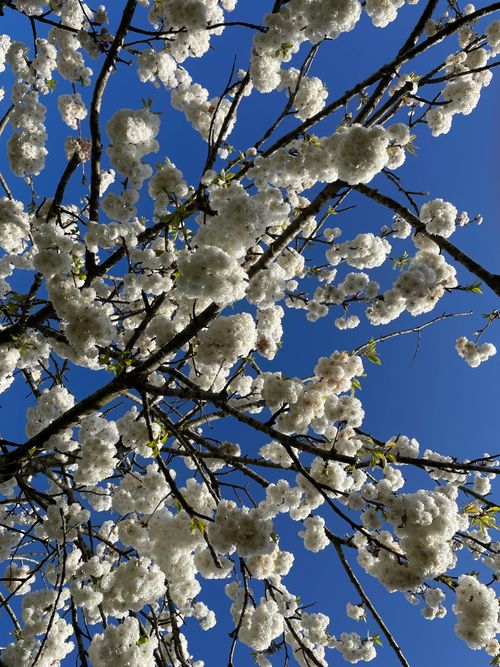 Free White cherry blossoms in full bloom on branches against a clear blue sky, captured in springtime. Stock Photo