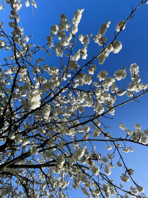 Free A vibrant spring scene of a blossoming tree with white flowers set against a clear blue sky. Stock Photo