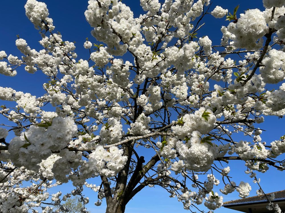 Beautiful Cherry Blossom Tree in Full Bloom · Free Stock Photo