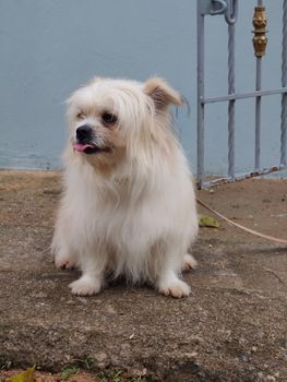Charming fluffy dog with white fur sitting on a concrete step outdoors, looking to the side.