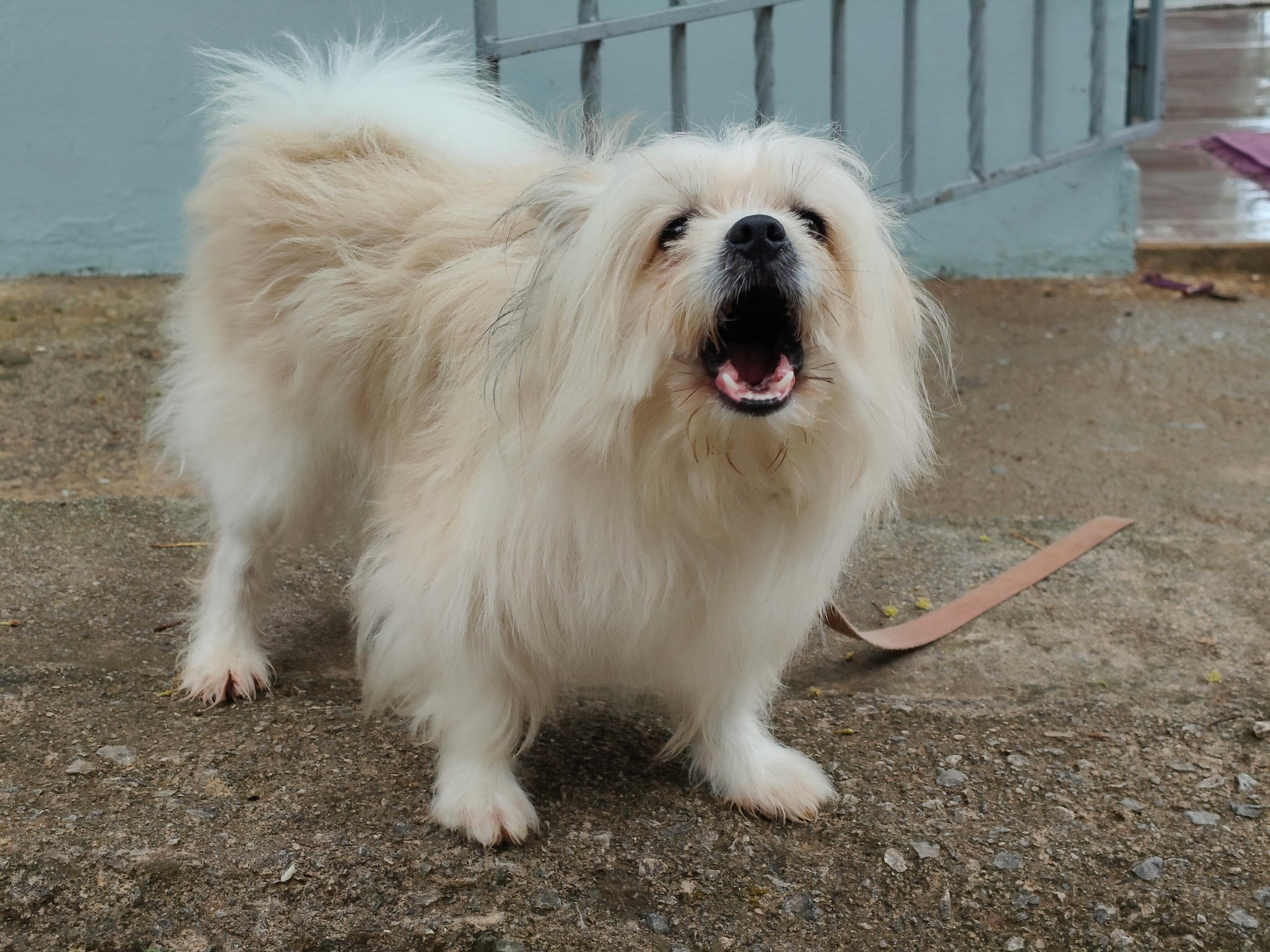 pet care pet safety — Photo by Joaquin Reyes Ramos on Pexels