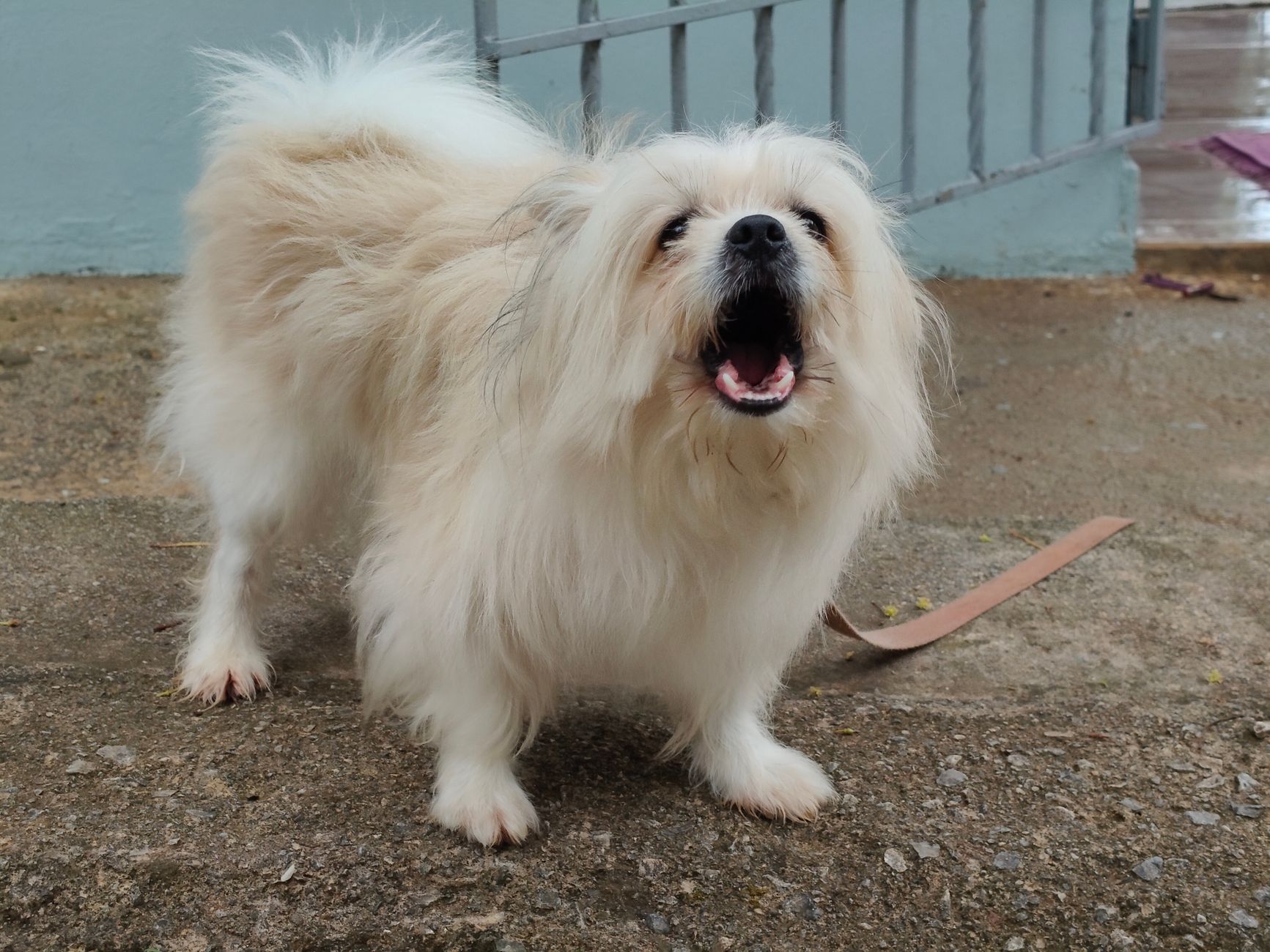 Köpeğim Sürekli Havlıyor: Nedenler ve Çözümler