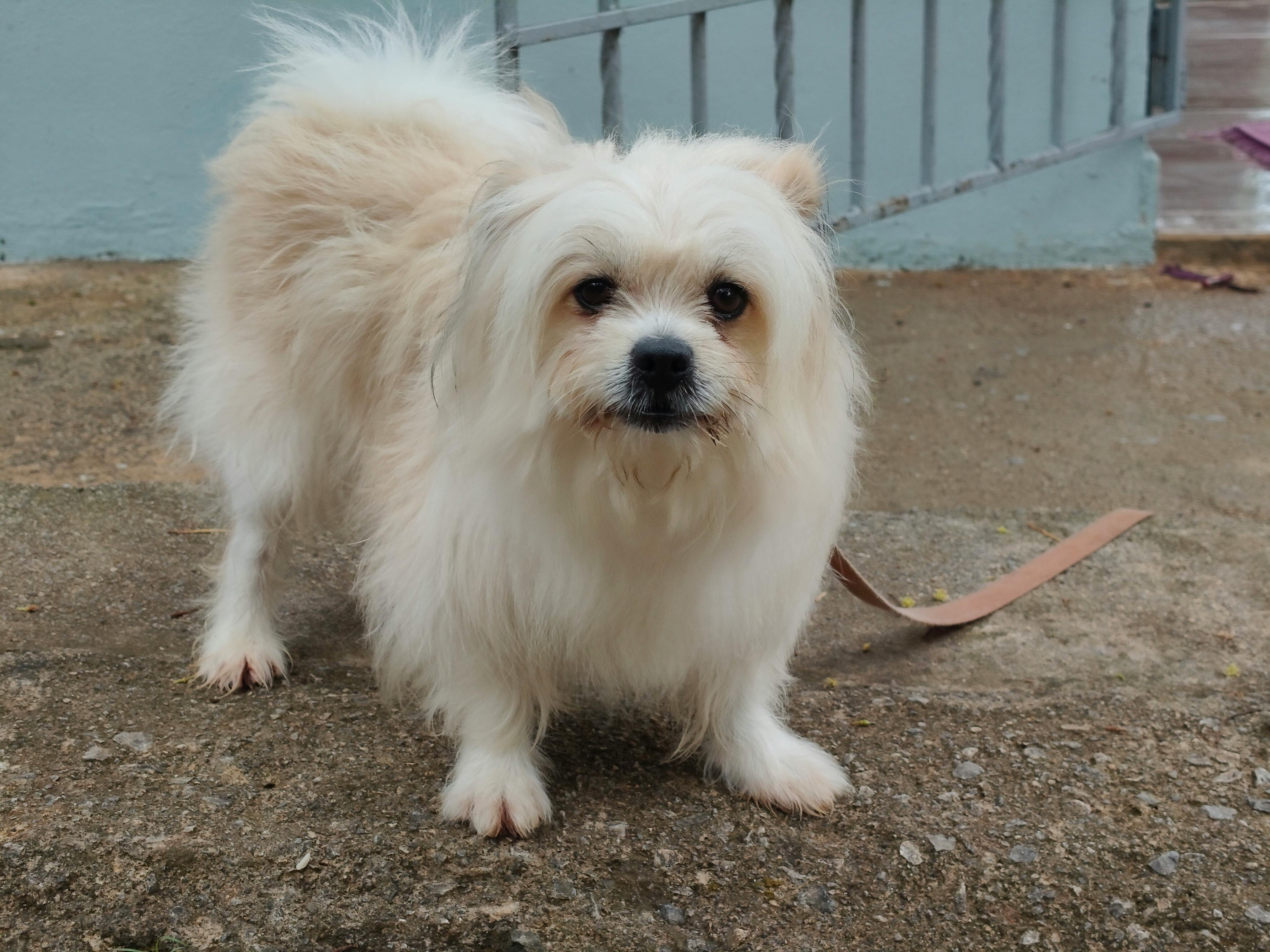 pet care pet grooming — Photo by Joaquin Reyes Ramos on Pexels