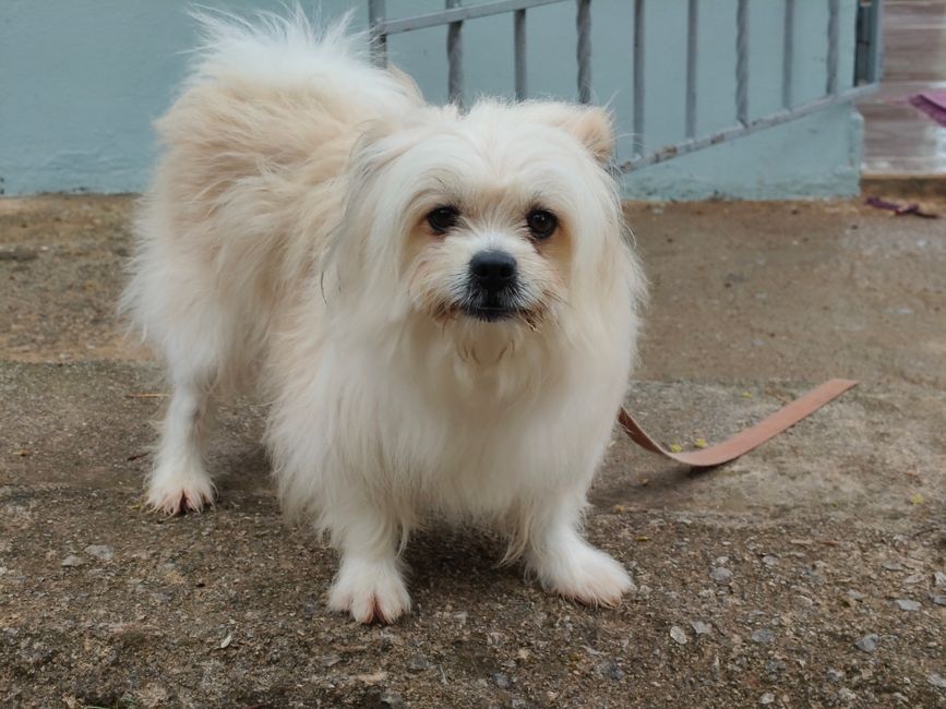 鉄柵の近くのコンクリートの小道に、愛らしい小さなふわふわの白い犬が立っている。