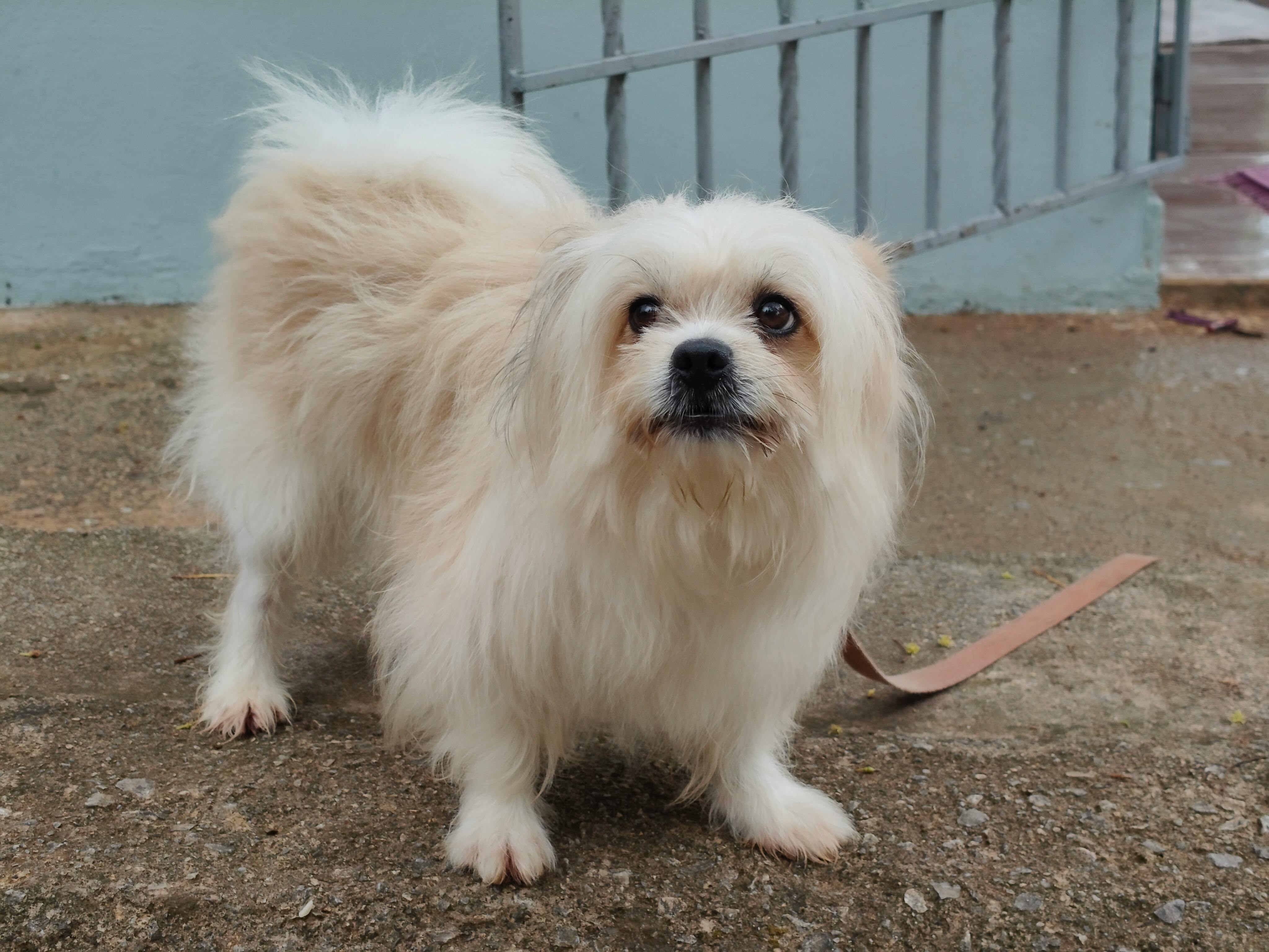 Rapawzel Dog Grooming &amp; Daycare Opens New Location on Manhattan’s Upper West Side — Photo by Joaquin Reyes Ramos on Pexel