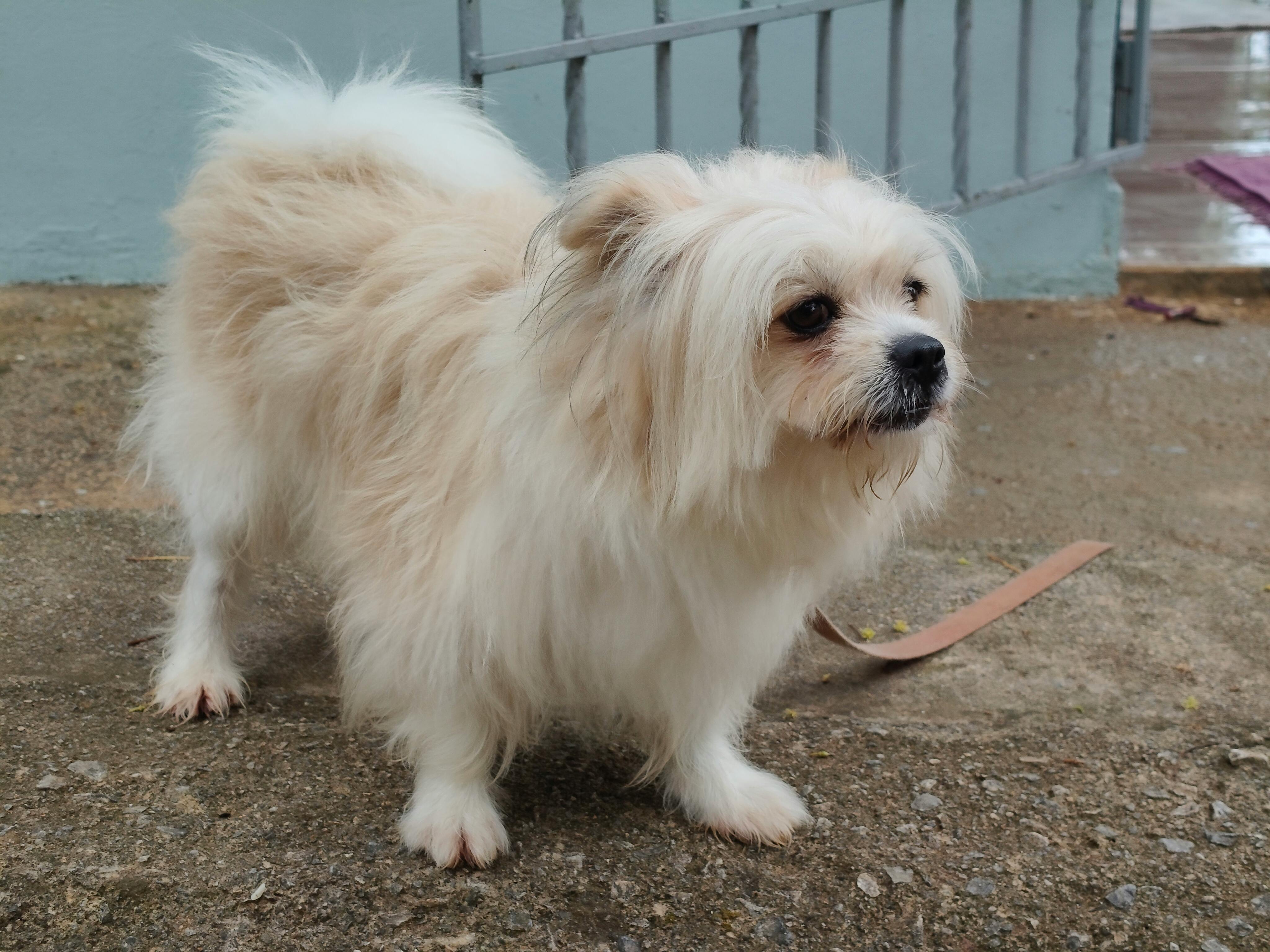 pet care pet safety — Photo by Joaquin Reyes Ramos on Pexels