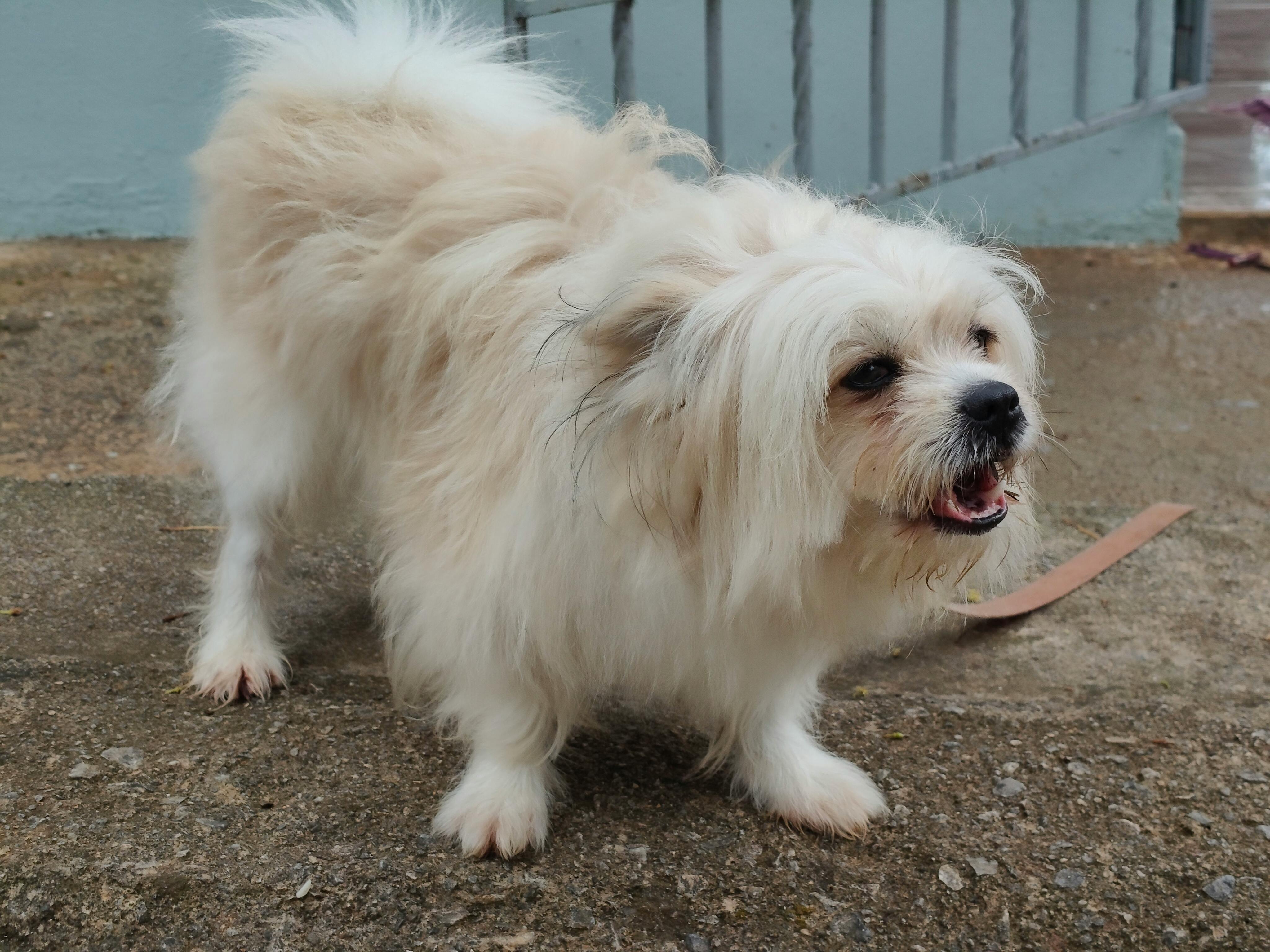 Pet care: Curbing Barney’s road rage - Albuquerque Journal — Photo by Joaquin Reyes Ramos on Pexels