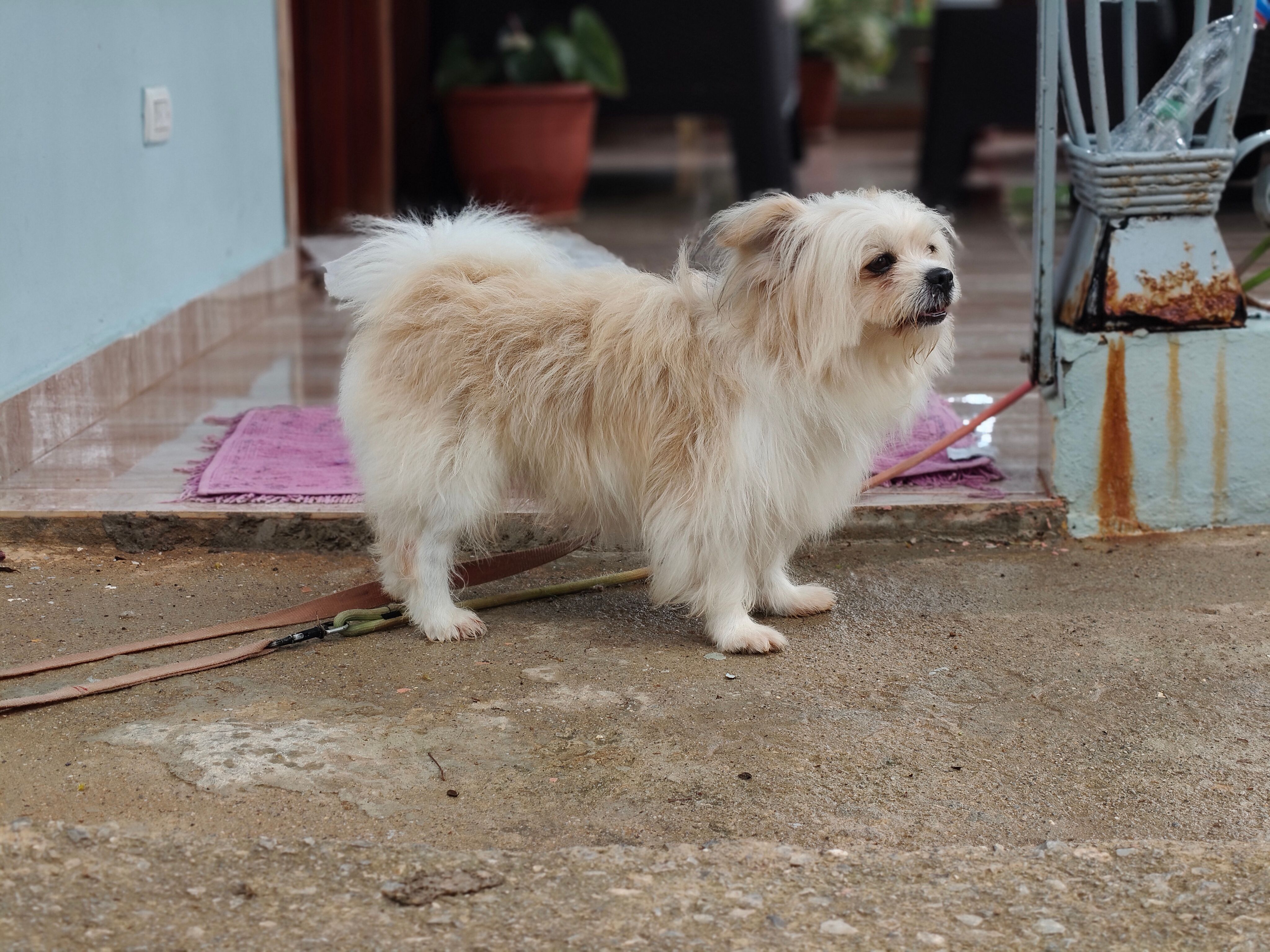 Healthcare and wellness consultation for a dog