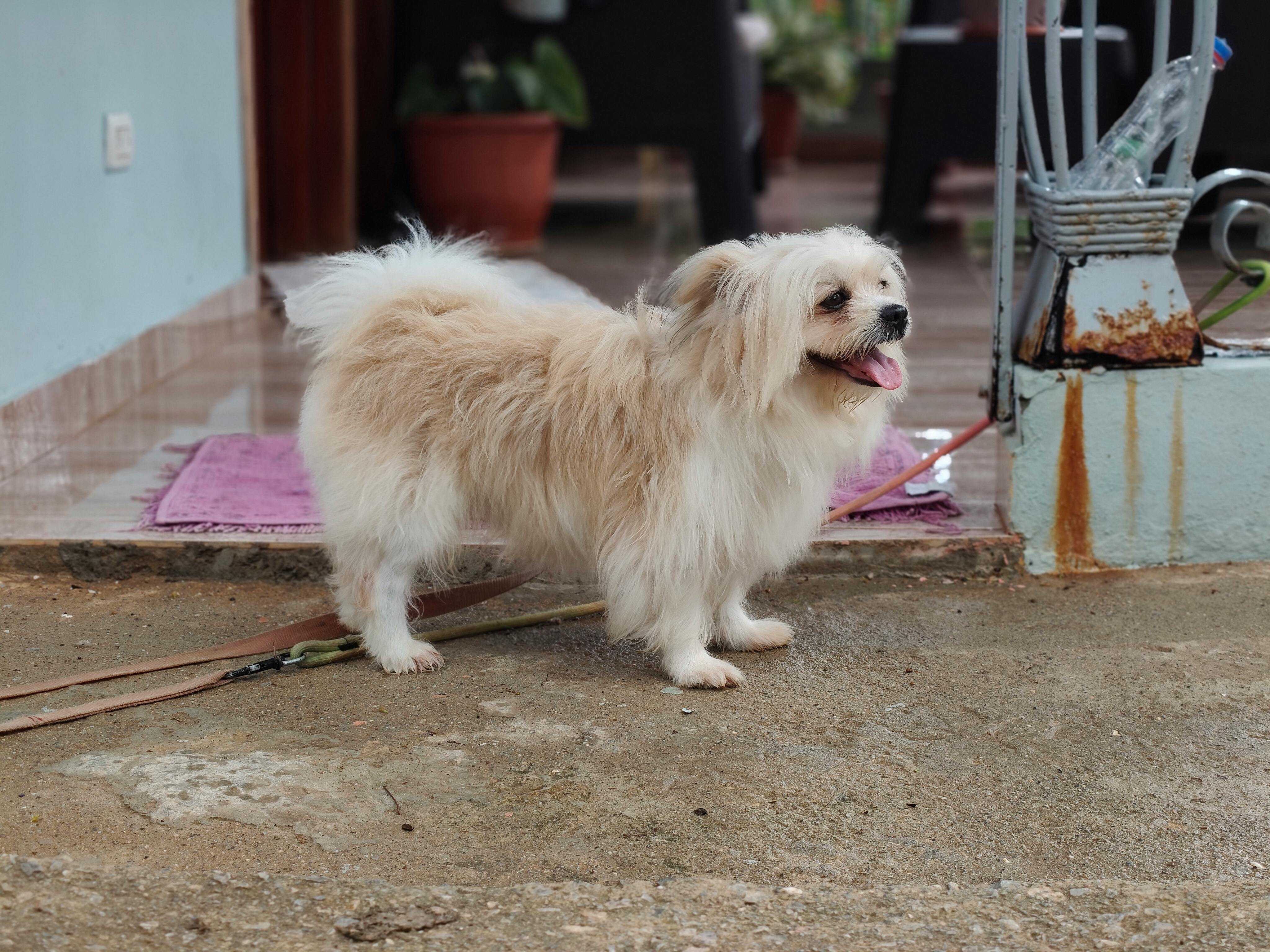 pet care, pet health, pet safety, pet grooming — Photo by Joaquin Reyes Ramos on Pexels