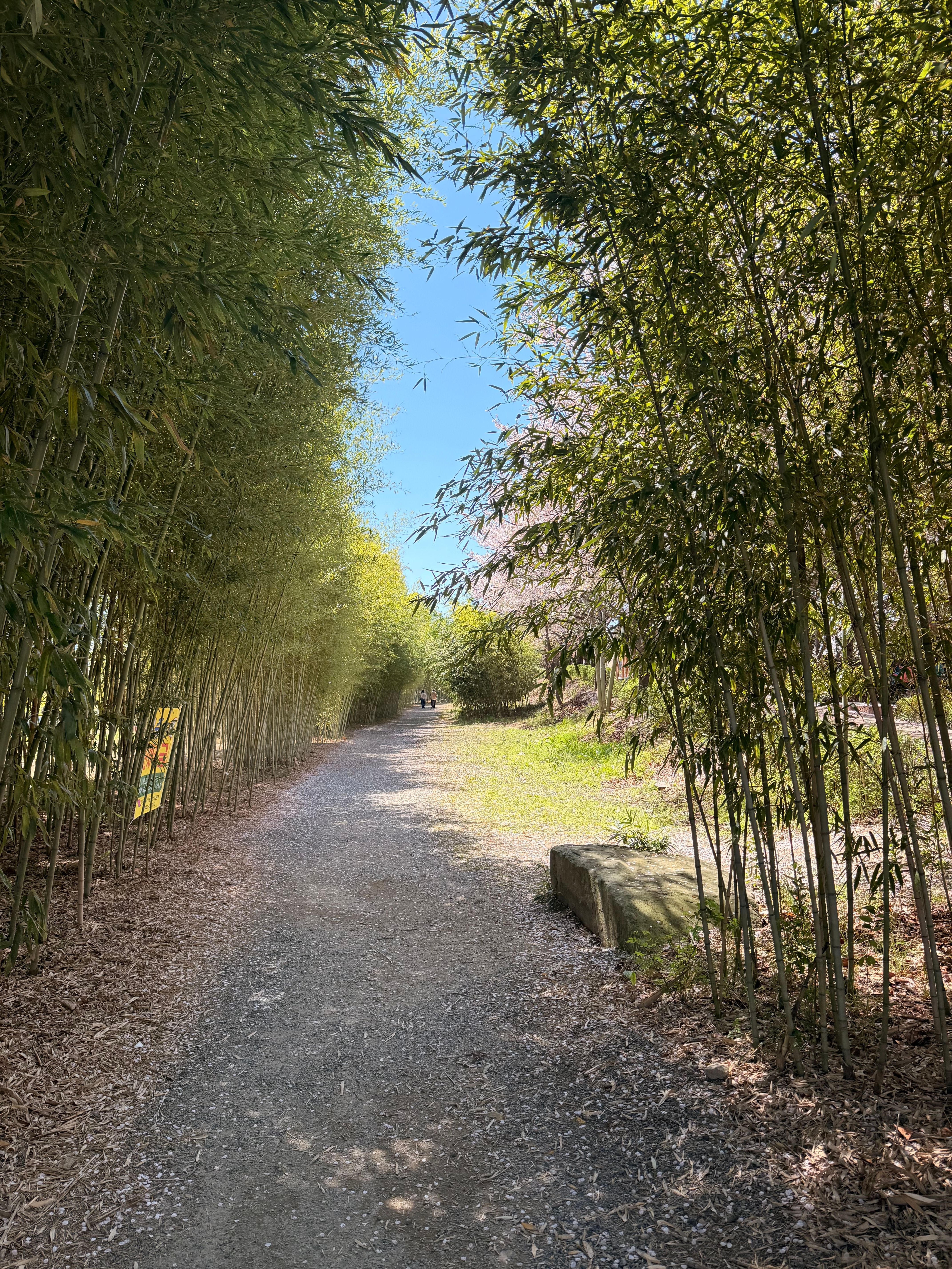 A serene pathway lined with bamboo trees under a clear blue sky, offering a tranquil nature experience.