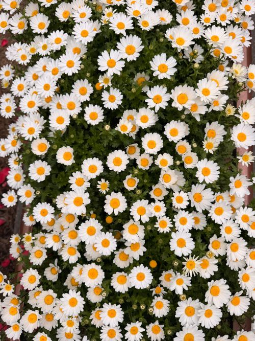 Free A lush display of white daisies in full bloom, showcasing a vivid summer garden scene. Stock Photo