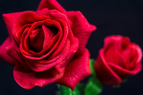 Красная роза в цвету крупным планом фото