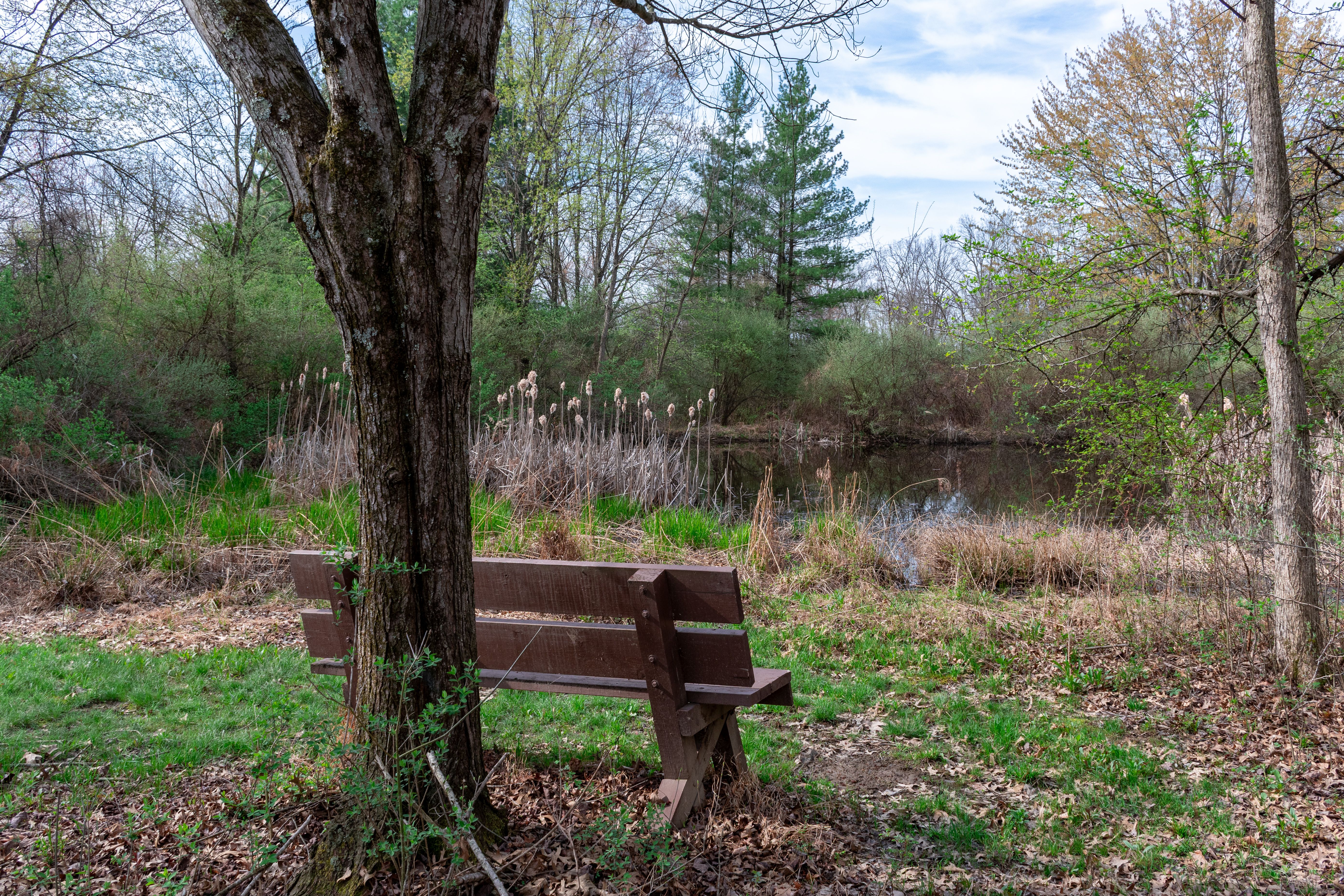 Ann Lee Pond nature preserve