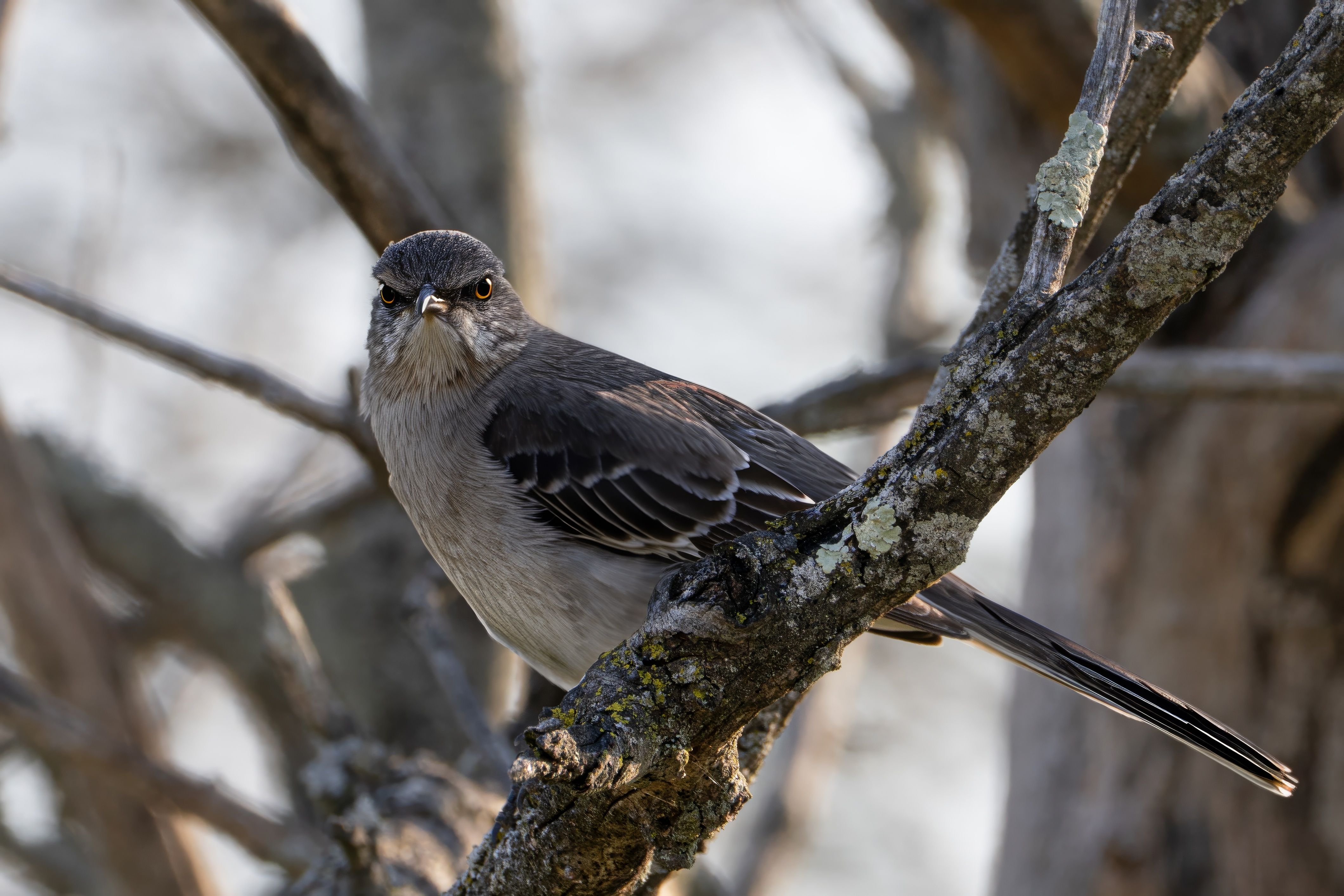 Northern Mockingbird on a Tree Branch in Sunlight · Free Stock Photo
