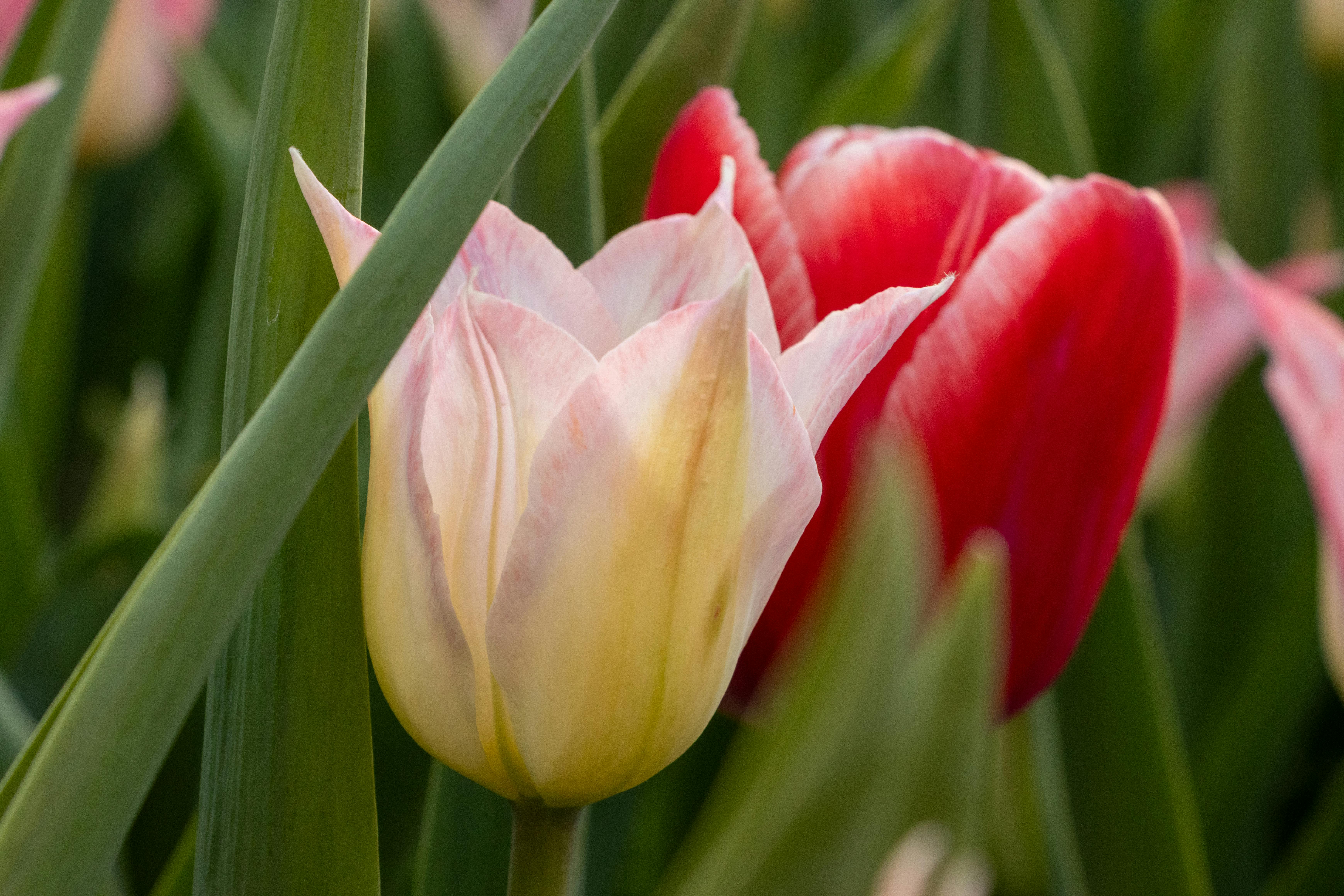 Darwin Hybrid Tulip