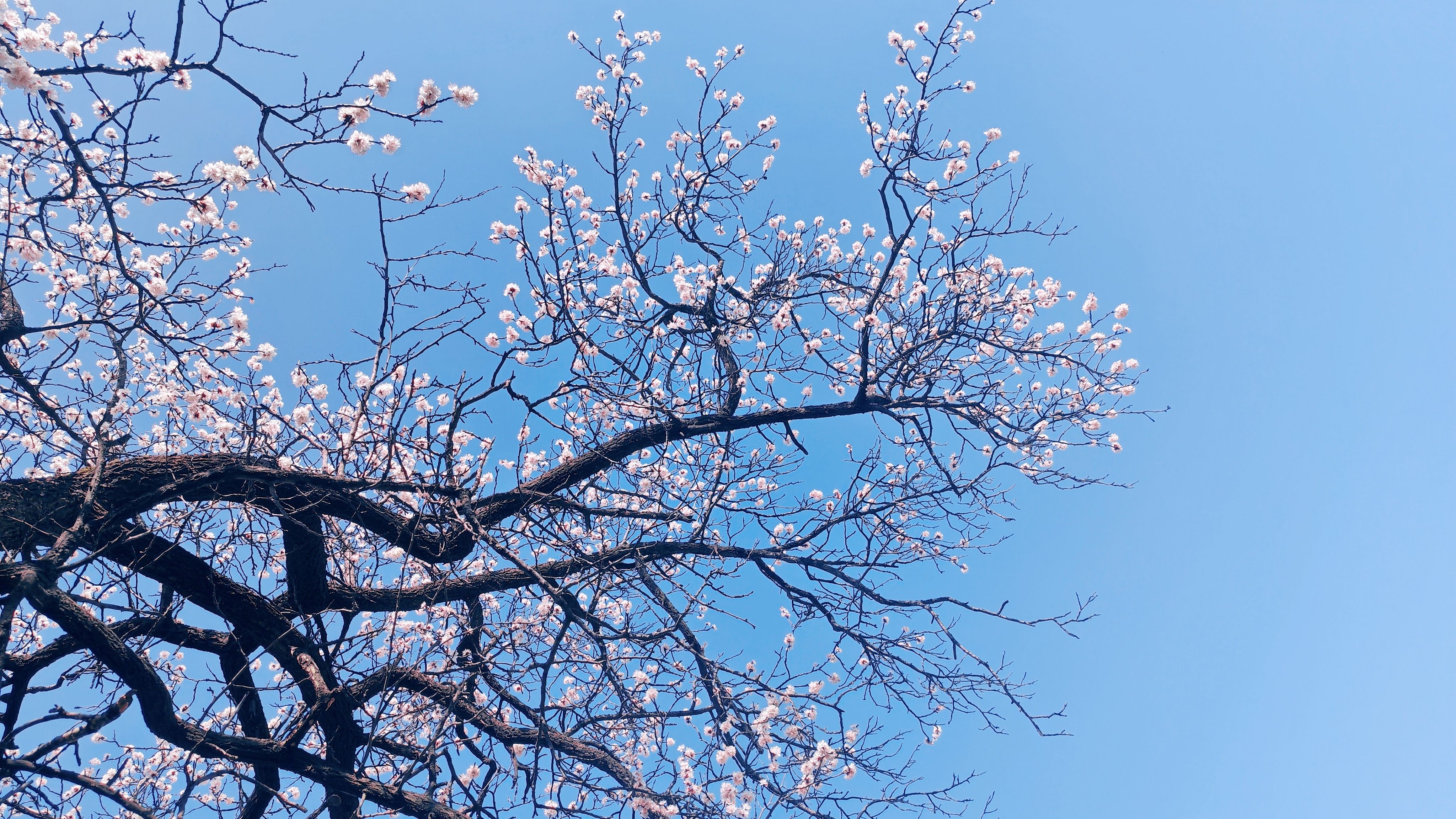 Blossoming apricot tree in spring against blue sky — when to prune apricot trees in Surrey BC