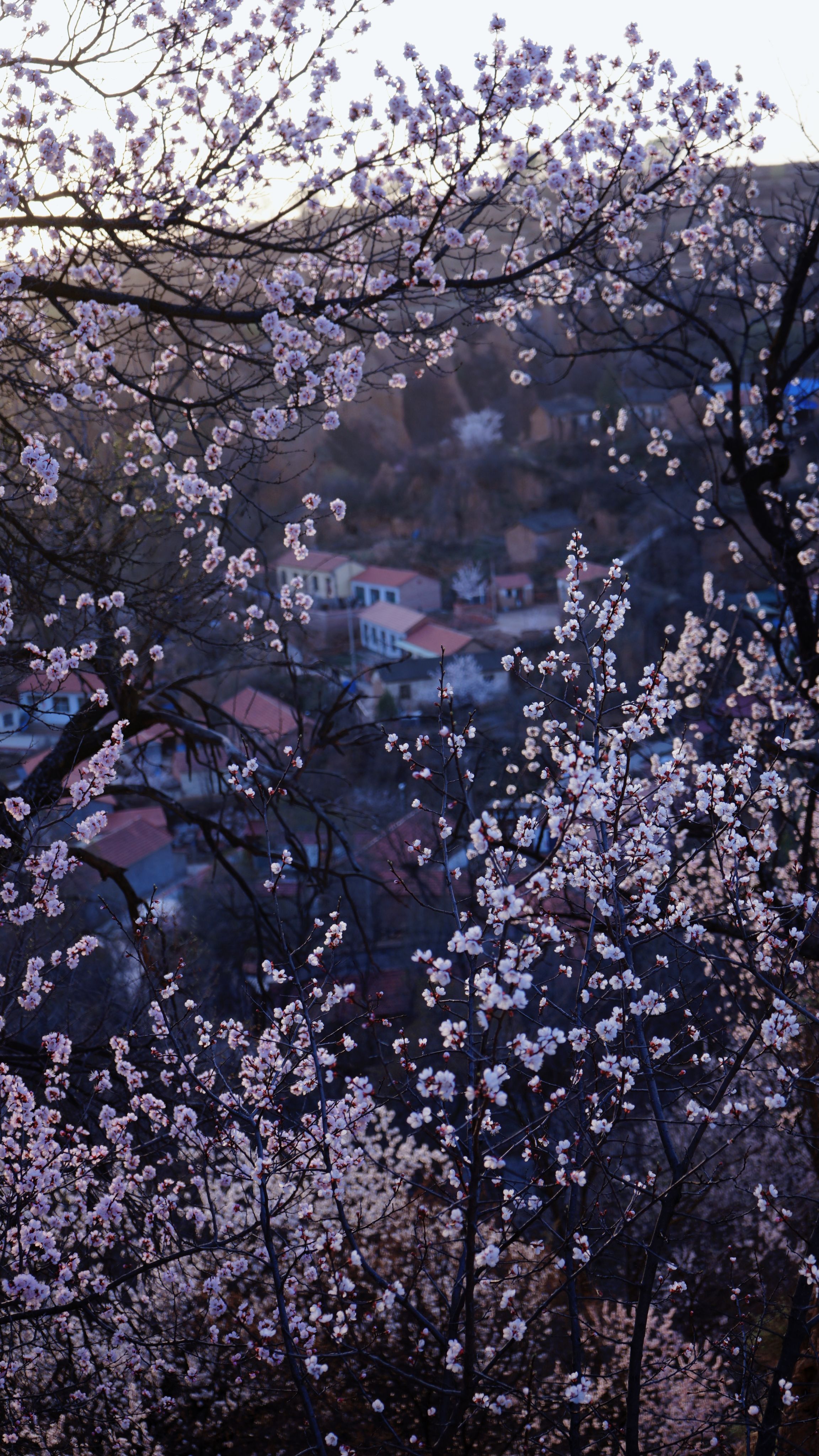 A tranquil mountain village enveloped by blooming apricot blossoms during springtime.