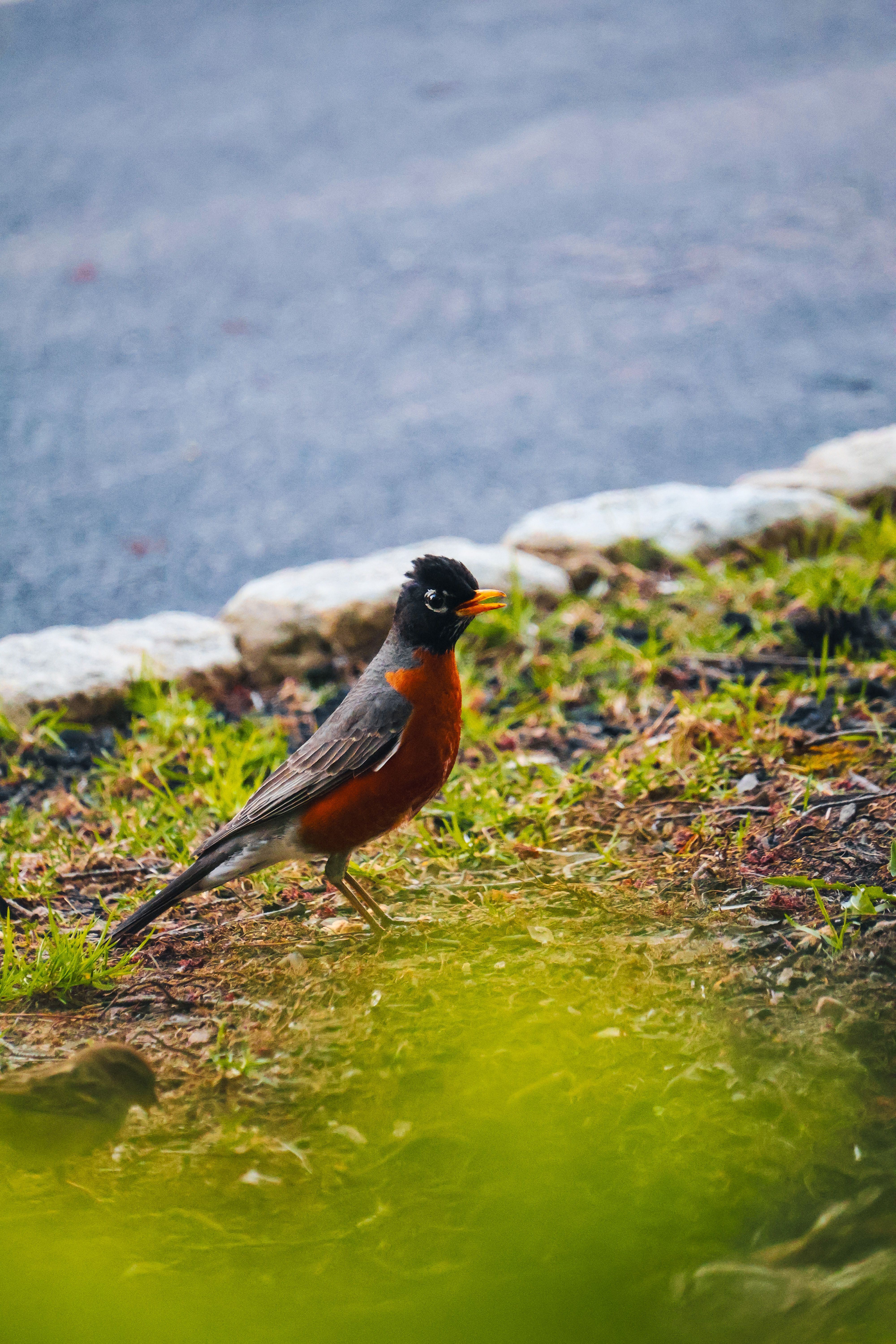 Close-up of an American Robin on grassy ground with a blurred background, featuring springtime nature.