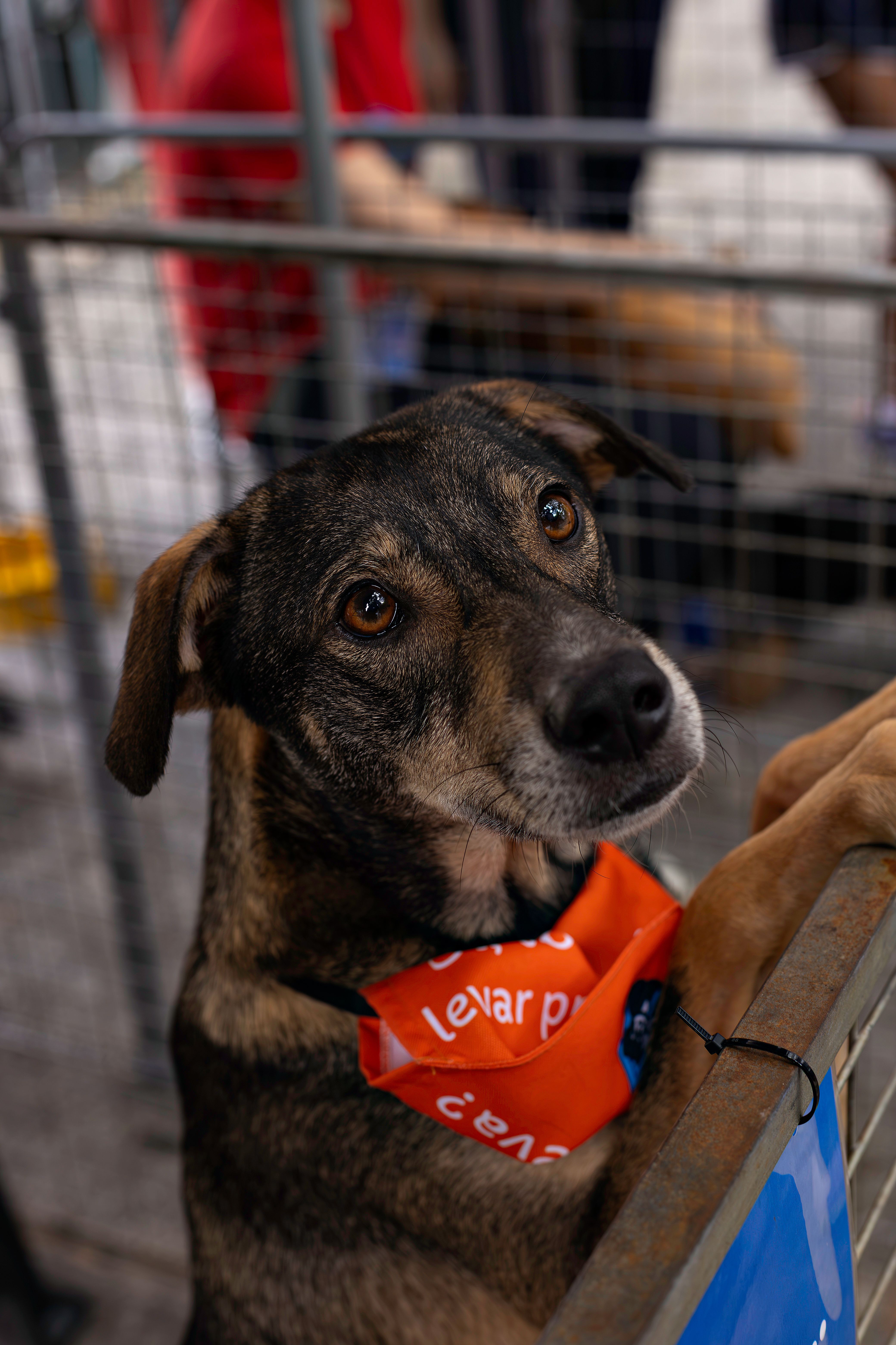Best Dog DNA Tests for Traveling Rescue Owners in 2026
