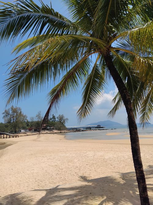 Free Idyllic tropical beach with palm tree and golden sand under a clear blue sky. Stock Photo