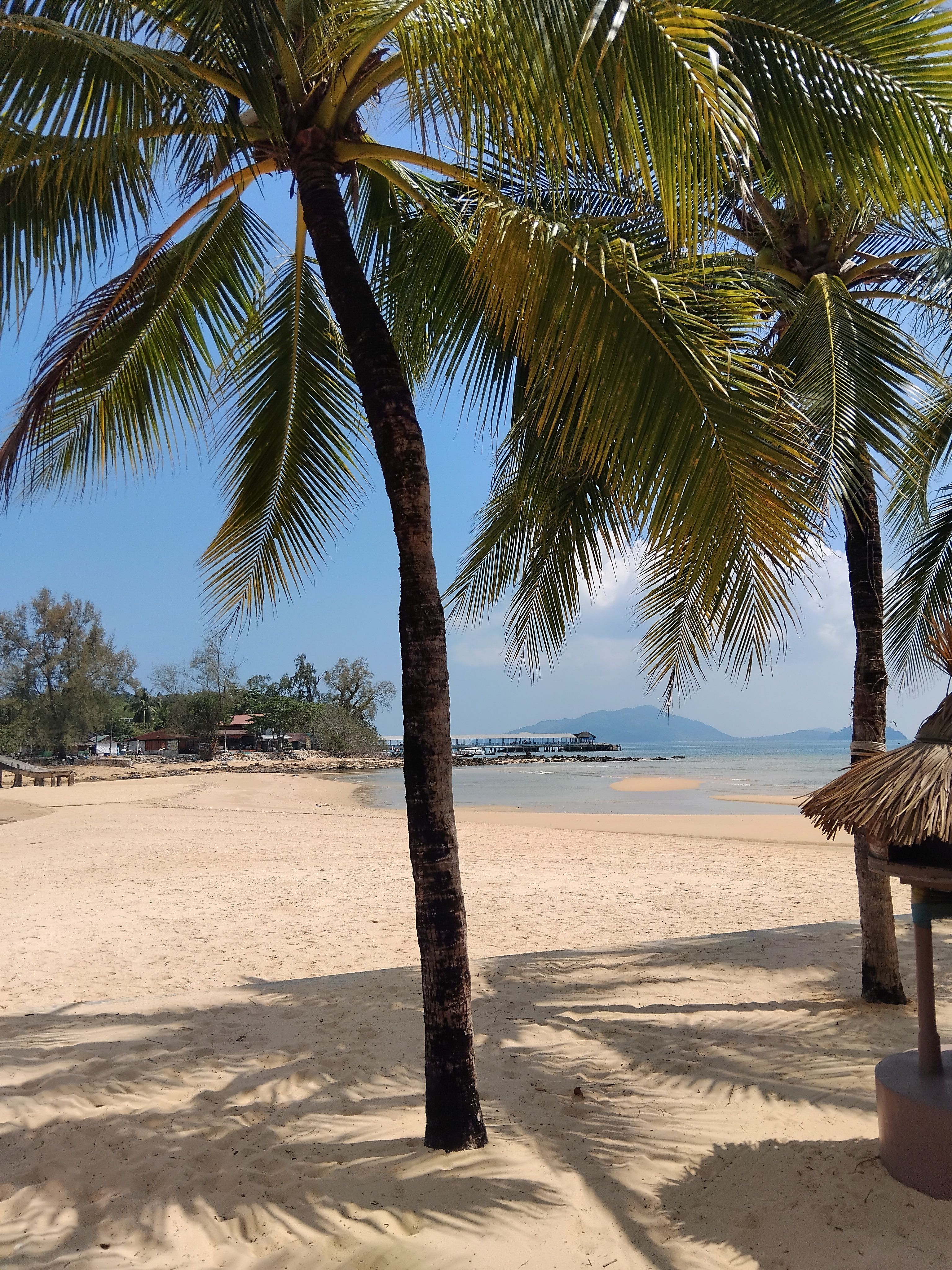 Tropical Beach with Palm Trees Under Blue Sky · Free Stock Photo