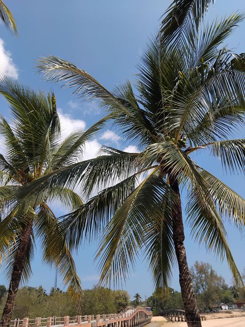 Free Idyllic tropical beach scene with tall palm trees under a clear blue sky. Stock Photo