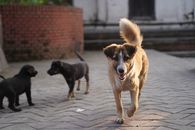 Three street dogs in a lively interaction on a paved road in Kathmandu, Nepal.