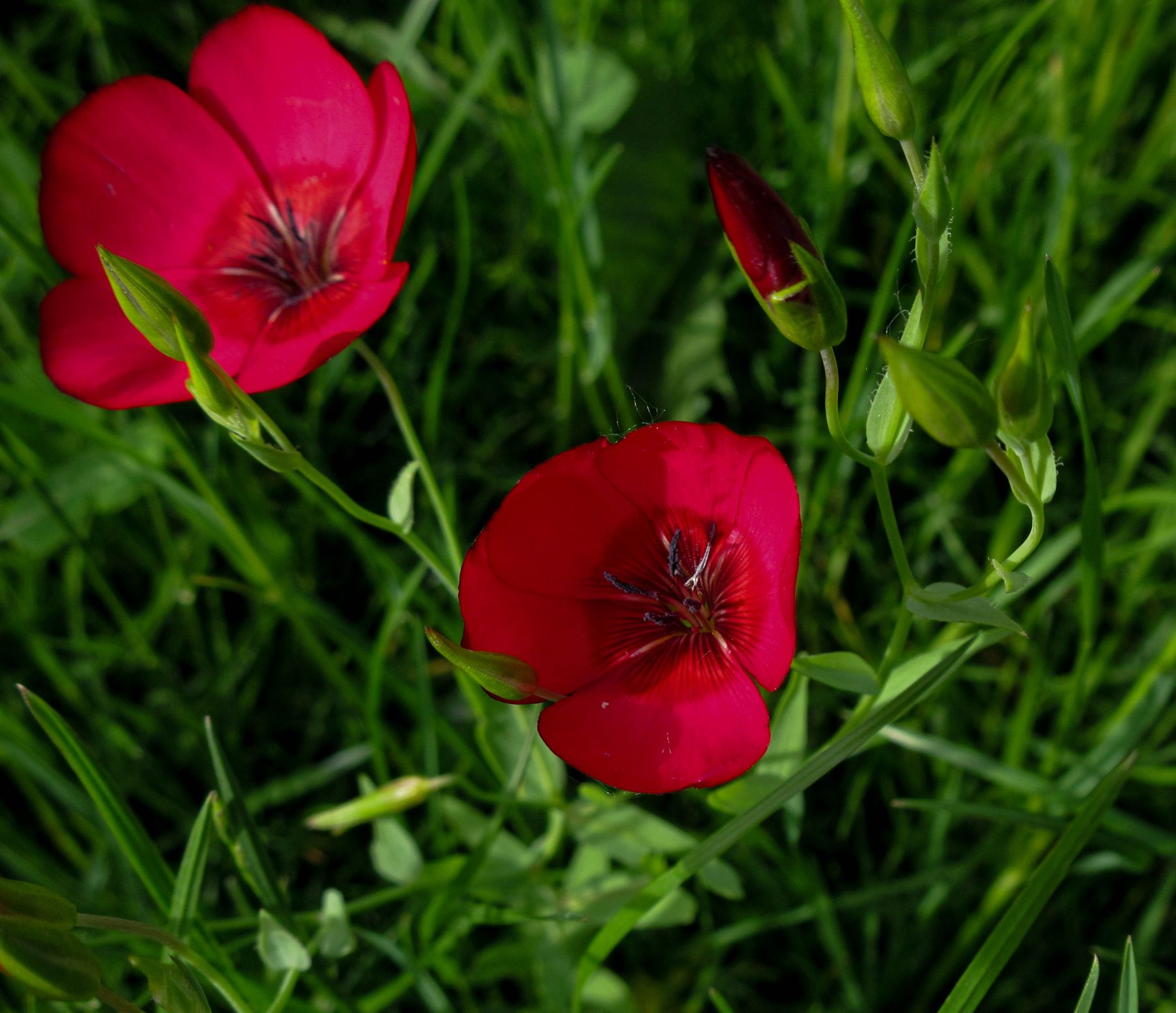 Red flax flowers identified as Linum grandiflorum Red flax flowers identified as Linum grandiflorum