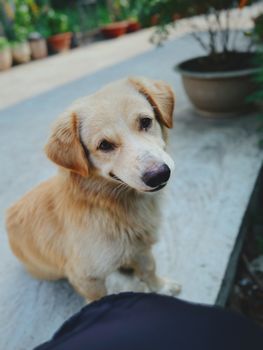 Cute Golden Retriever sitting outdoors in My Tho, Dong Thap Vietnam garden setting.