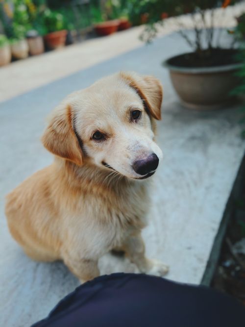 Free Cute Golden Retriever sitting outdoors in My Tho, Dong Thap Vietnam garden setting. Stock Photo