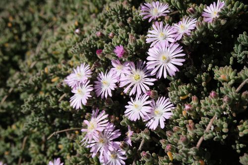 Free A close-up view of purple flowers blooming in a dense, succulent foliage setting. Stock Photo