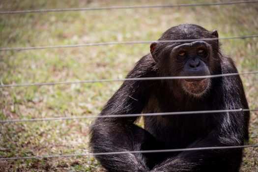 Kibale chimp tracking morning — Uganda — Bwindi Gorillas