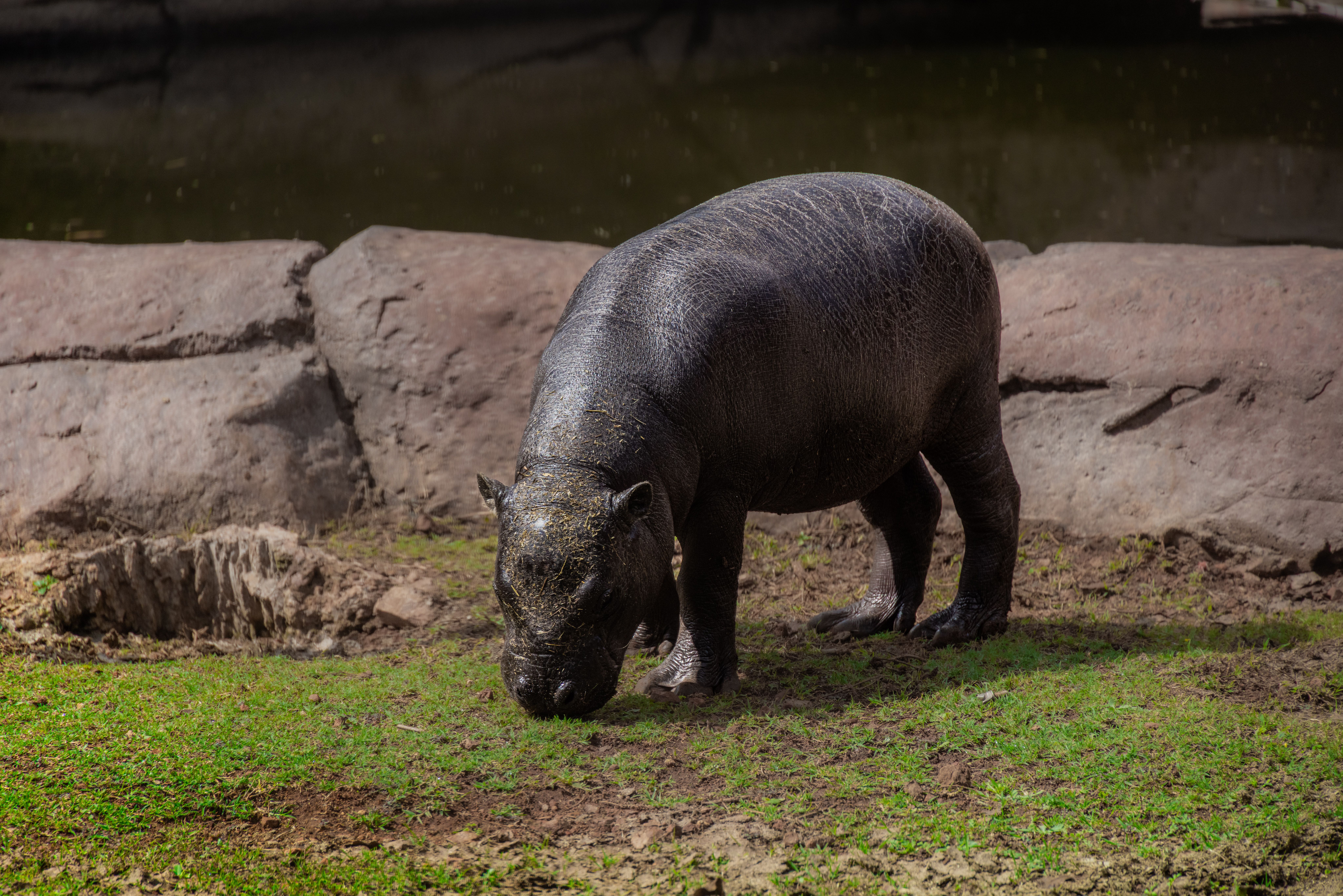 A pygmy hippopotamus grazing on grass near a water source, highlighting its natural habitat and behavior.