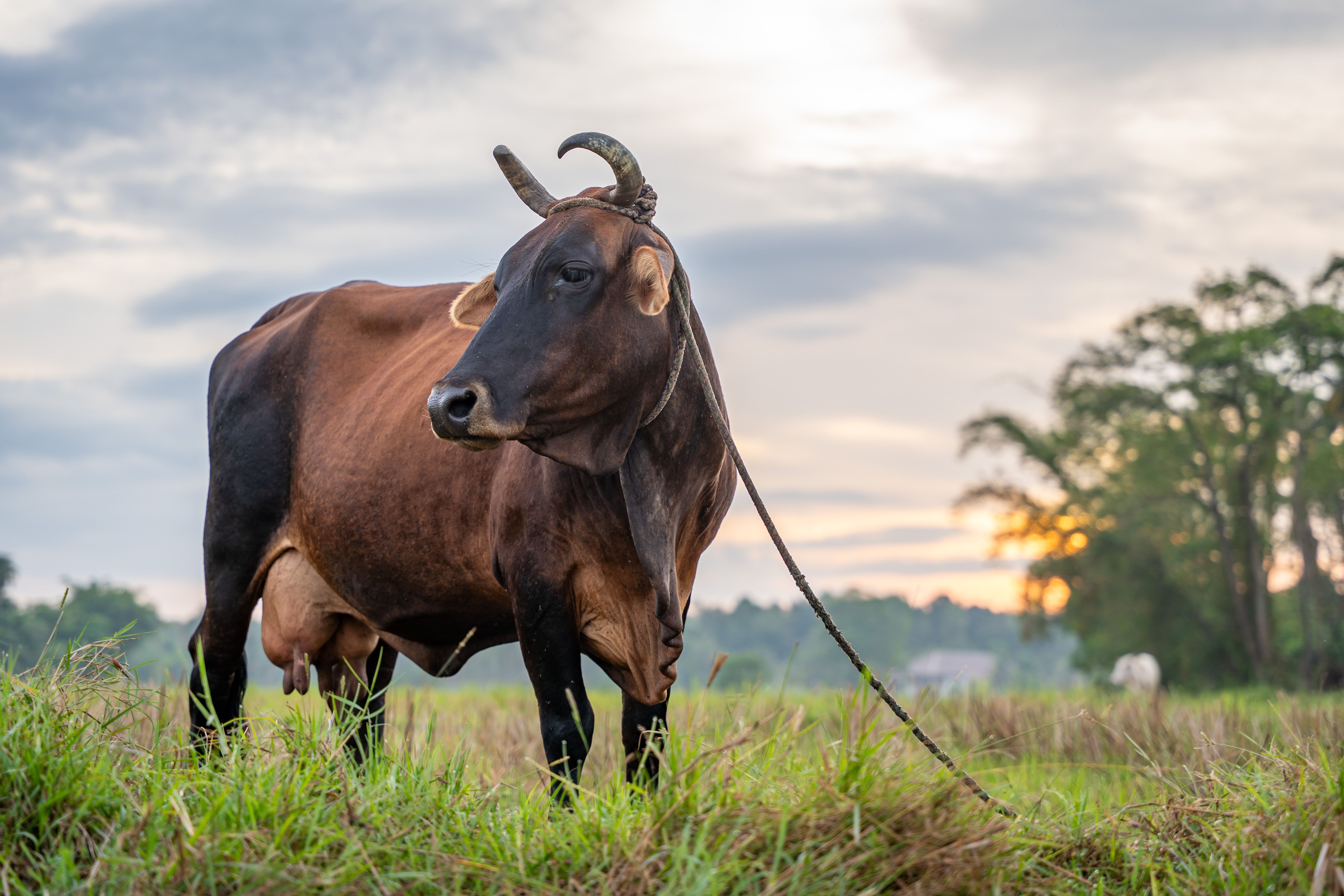 Foto stok gratis tentang abu abu, agrikultura, alam, asia, banteng ...