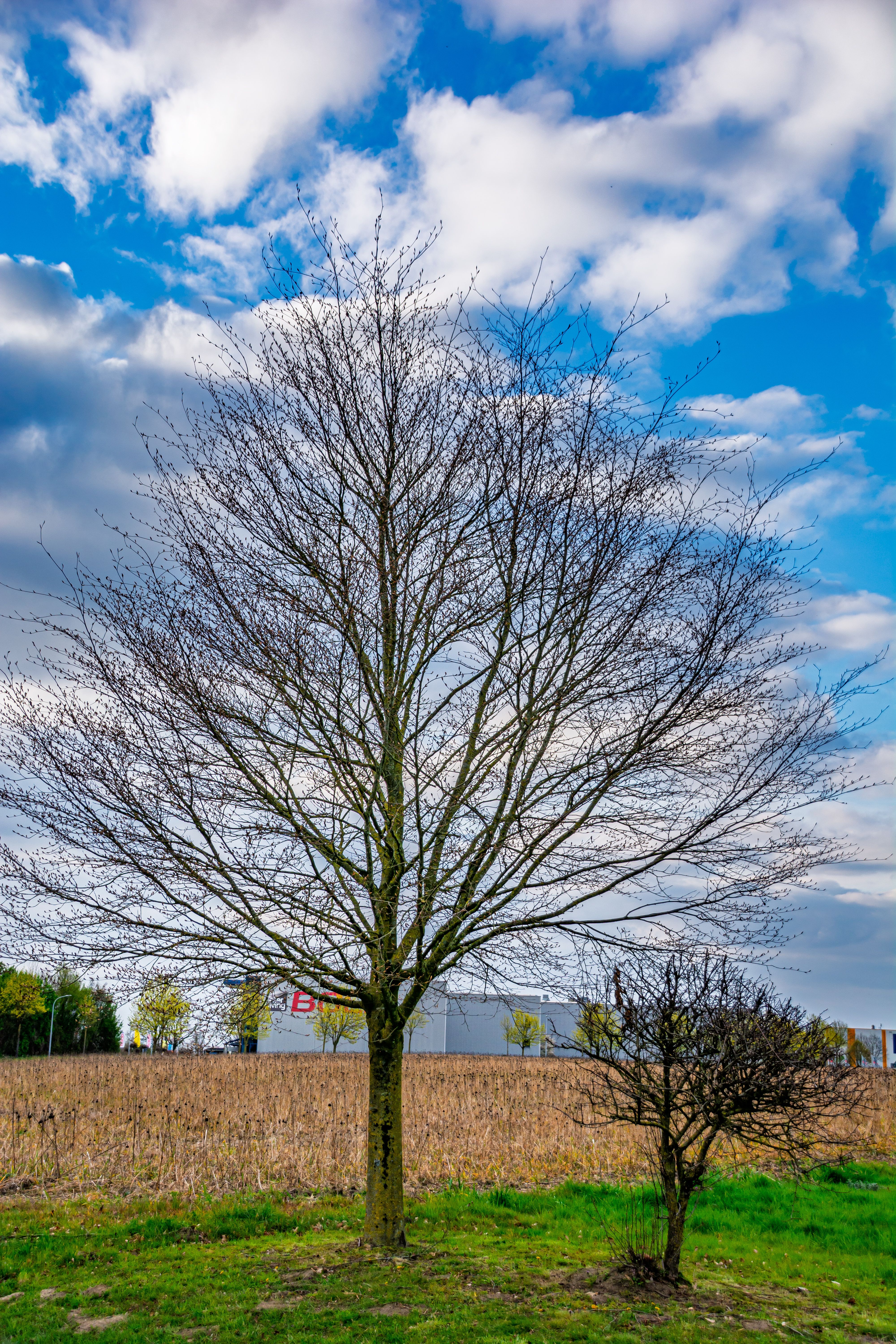 Majestic bare tree under a vibrant blue sky · Free Stock Photo