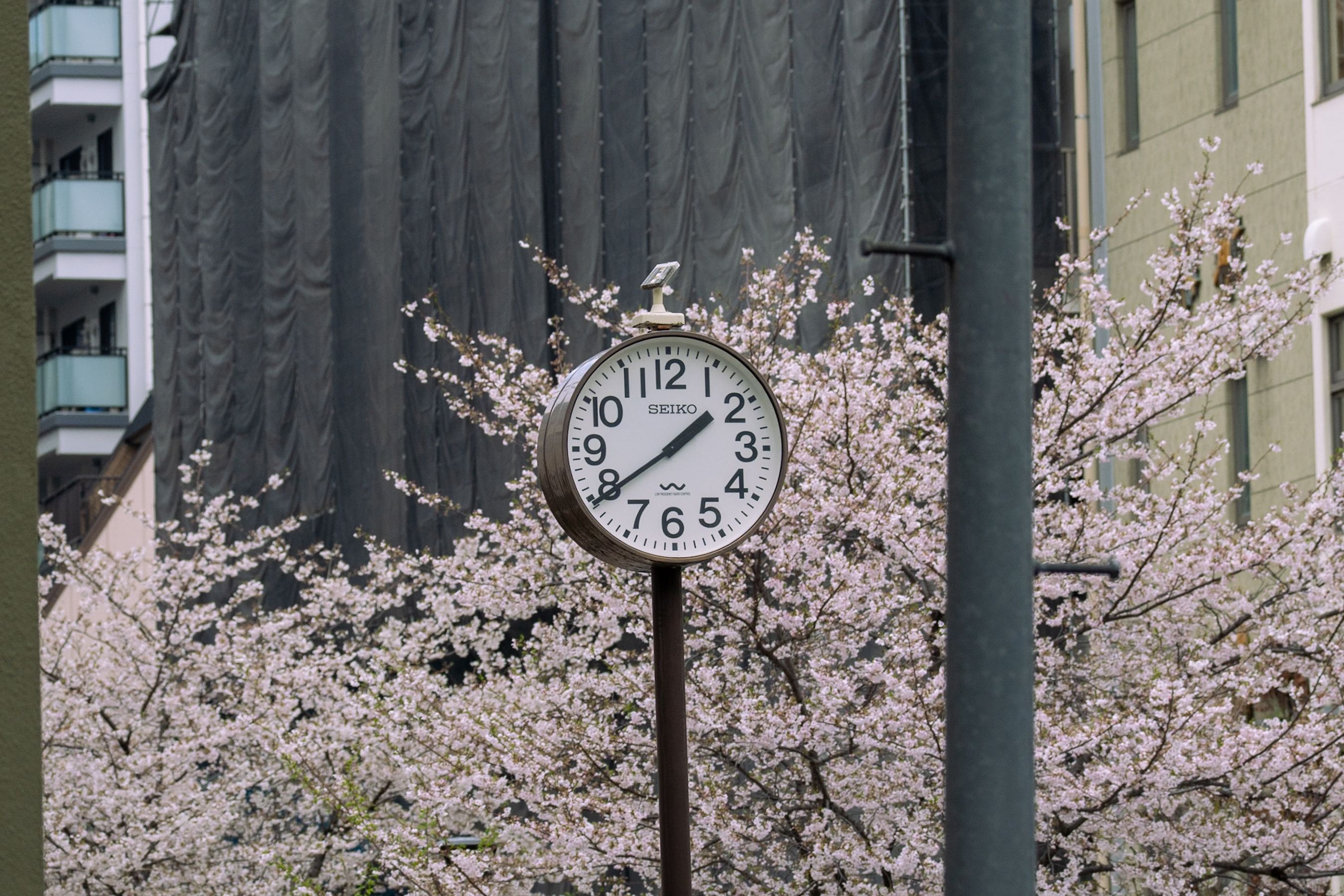 A street clock surrounded by blooming cherry blossom trees in a cityscape.
