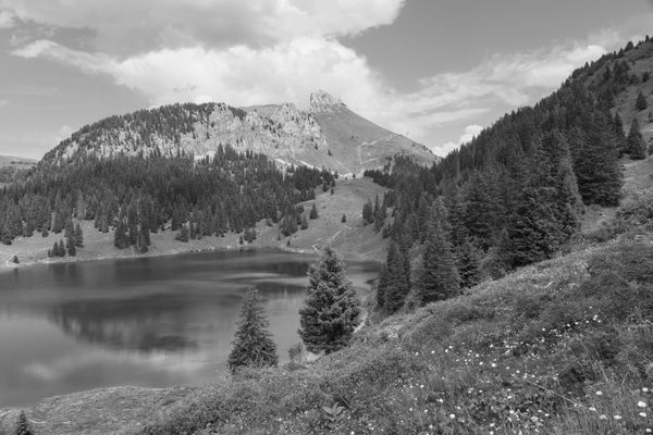 Alpine Lake Pine Forest jigsaw puzzle