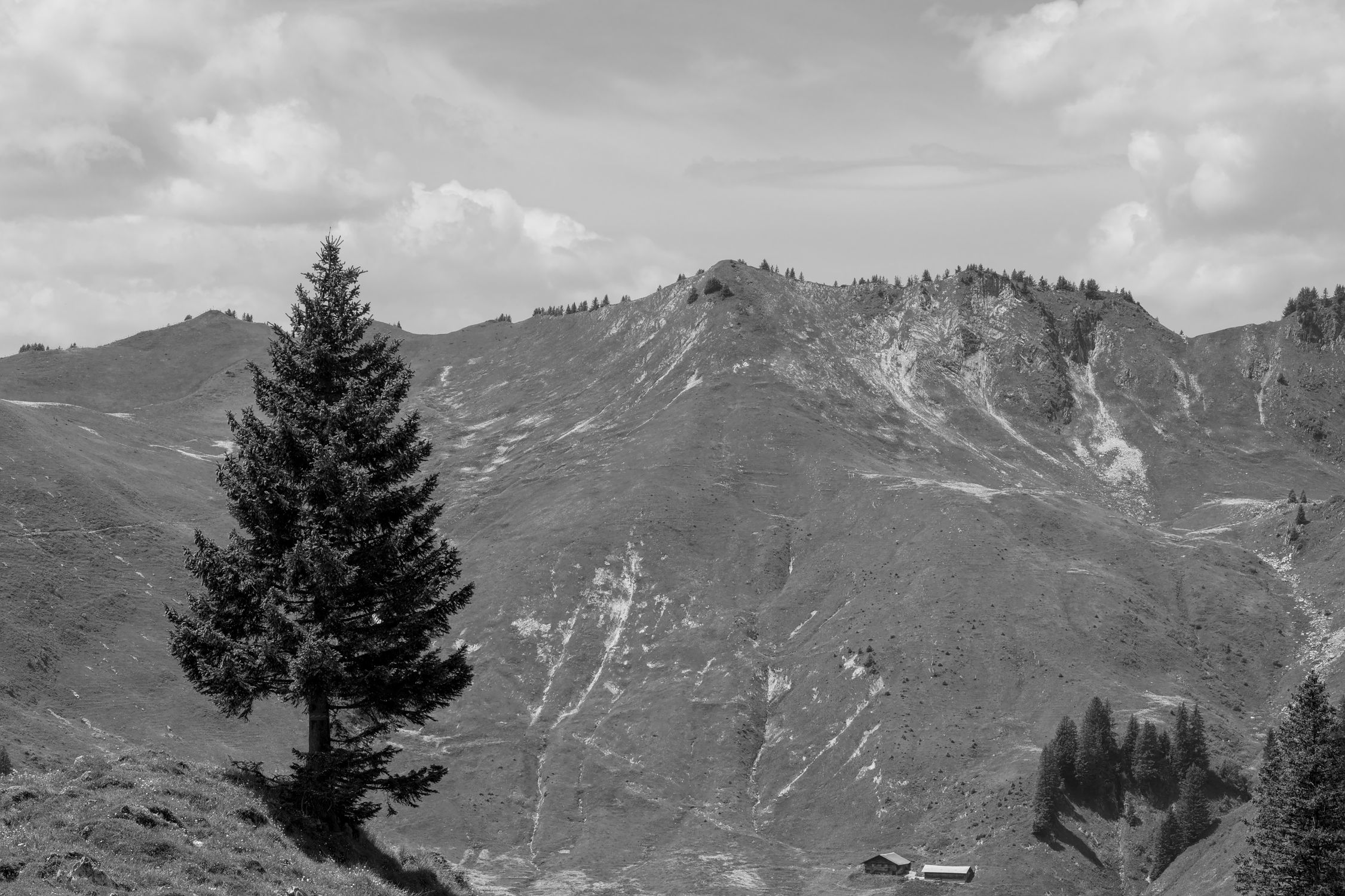 Black and White Alpine Landscape with Tree · Free Stock Photo