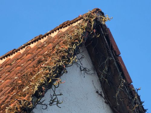 Free Close-up of a weathered roof with overgrown plants, depicting rustic charm under a clear blue sky. Stock Photo