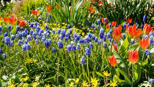 Free A colorful spring garden in Hamburg with tulips and grape hyacinths in full bloom. Stock Photo