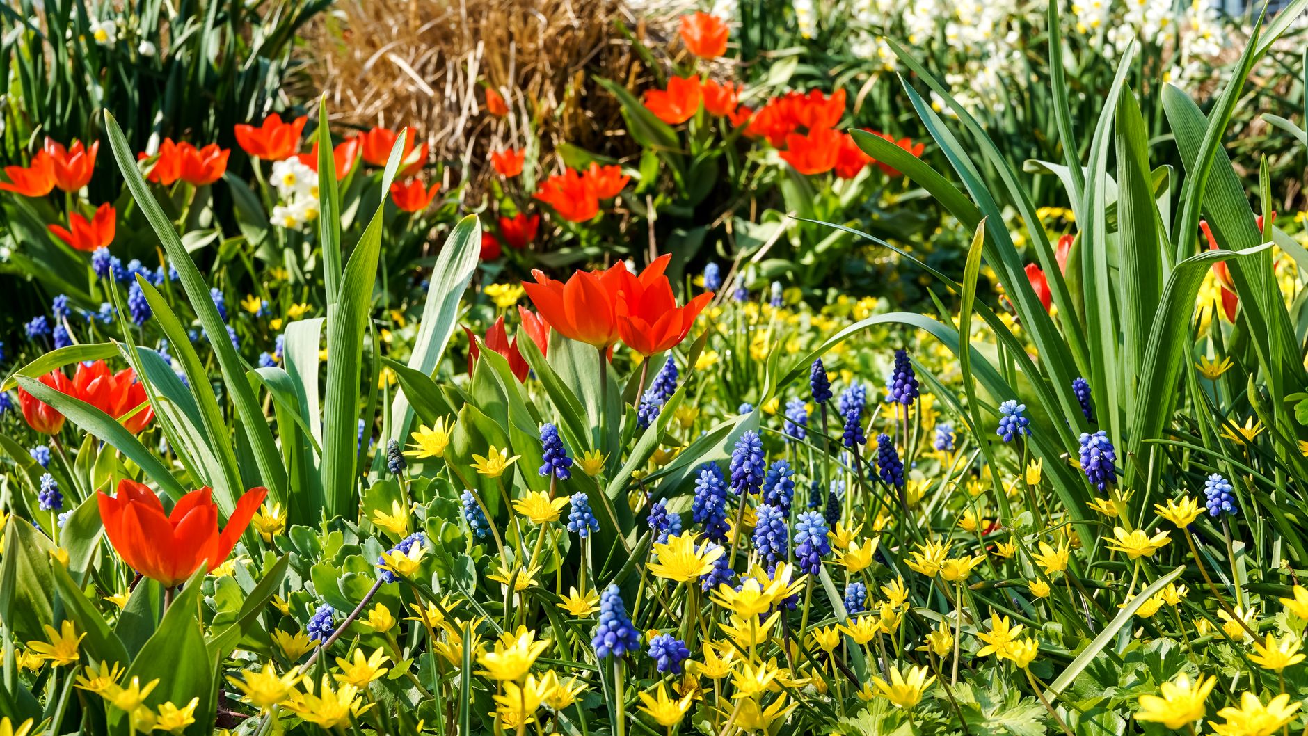 Erwachender Frühling