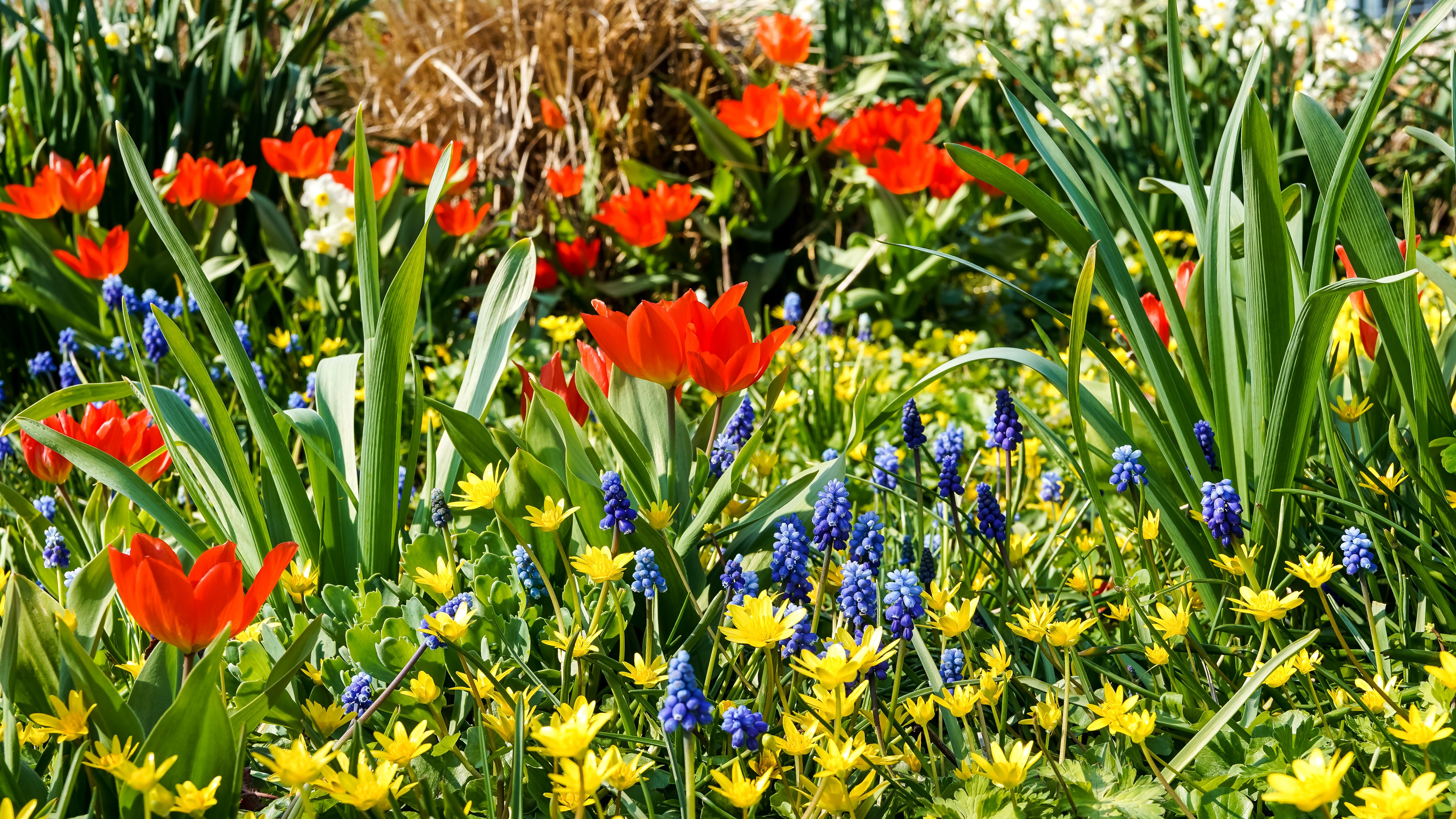Vibrant Spring Bloom in a Flower Garden · Free Stock Photo