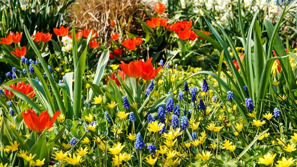 Vibrant Spring Flower Garden in Bloom · Free Stock Photo