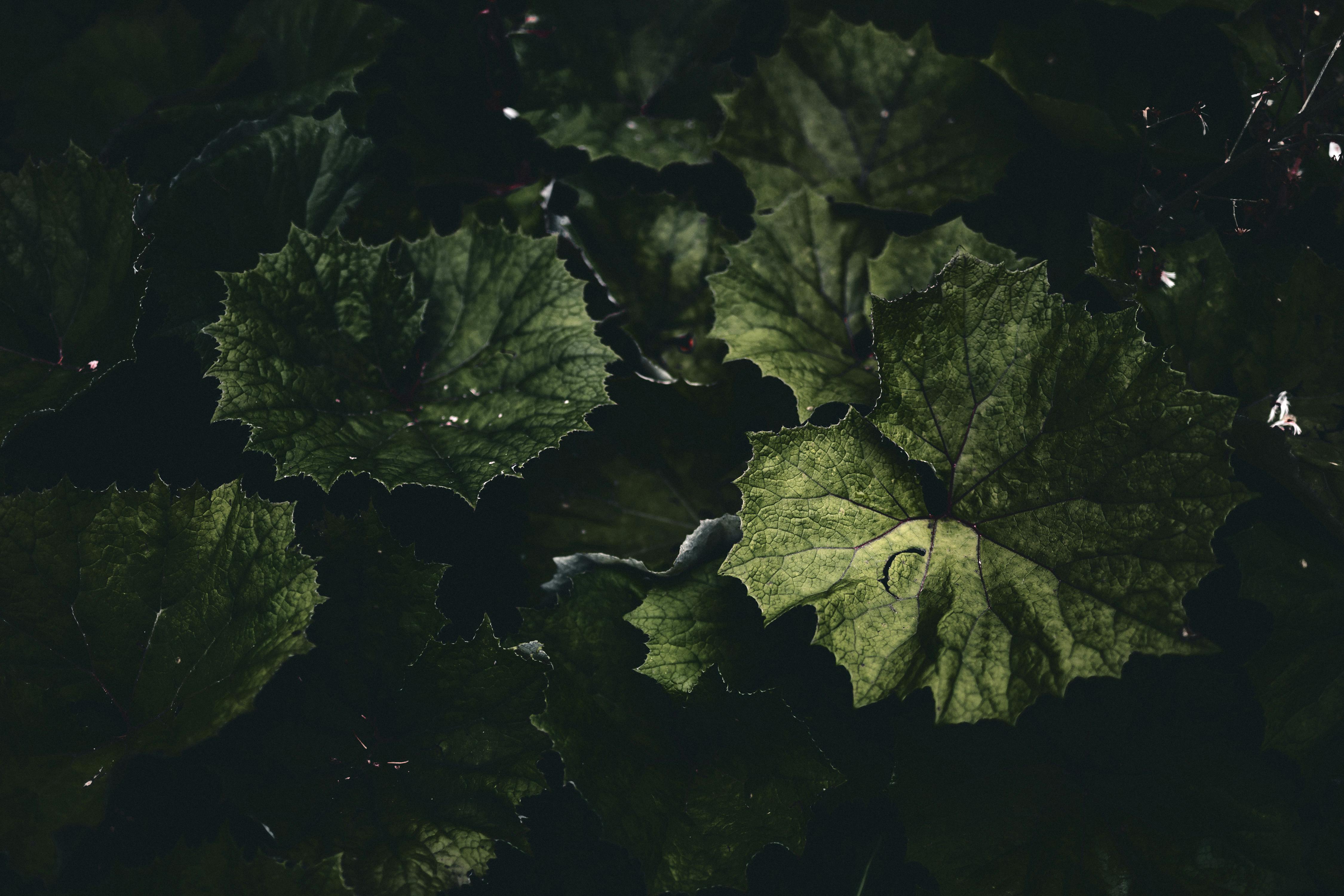 Moody foliage with vibrant green leaves showcasing detailed textures in low light.