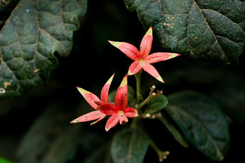 Free A close-up photograph showcasing vibrant red star-shaped flowers with lush green foliage in the background. Stock Photo