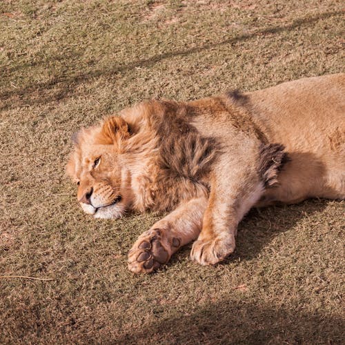Brown Lion Lying on Ground