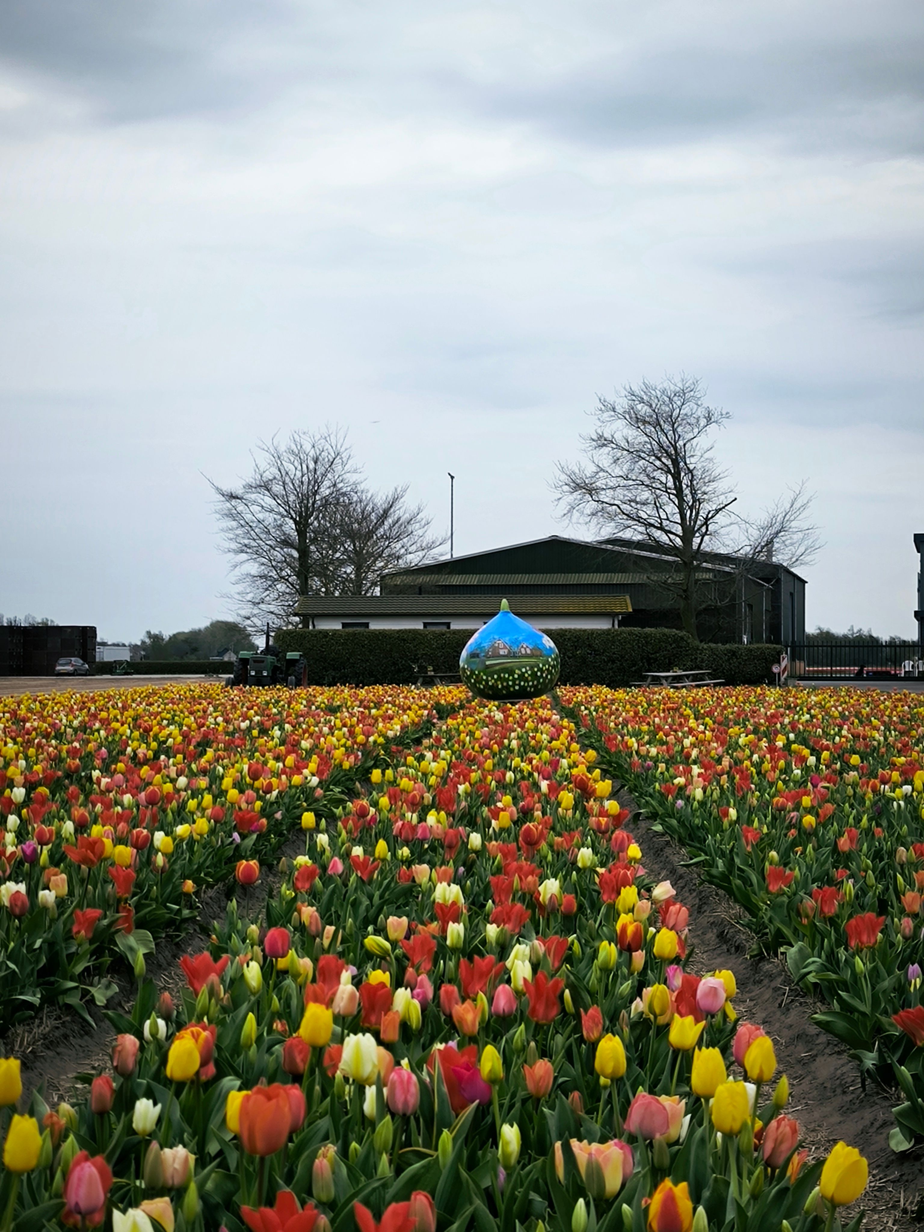 Beautiful tulip field with colorful blooms under cloudy skies, perfect for spring-themed content.